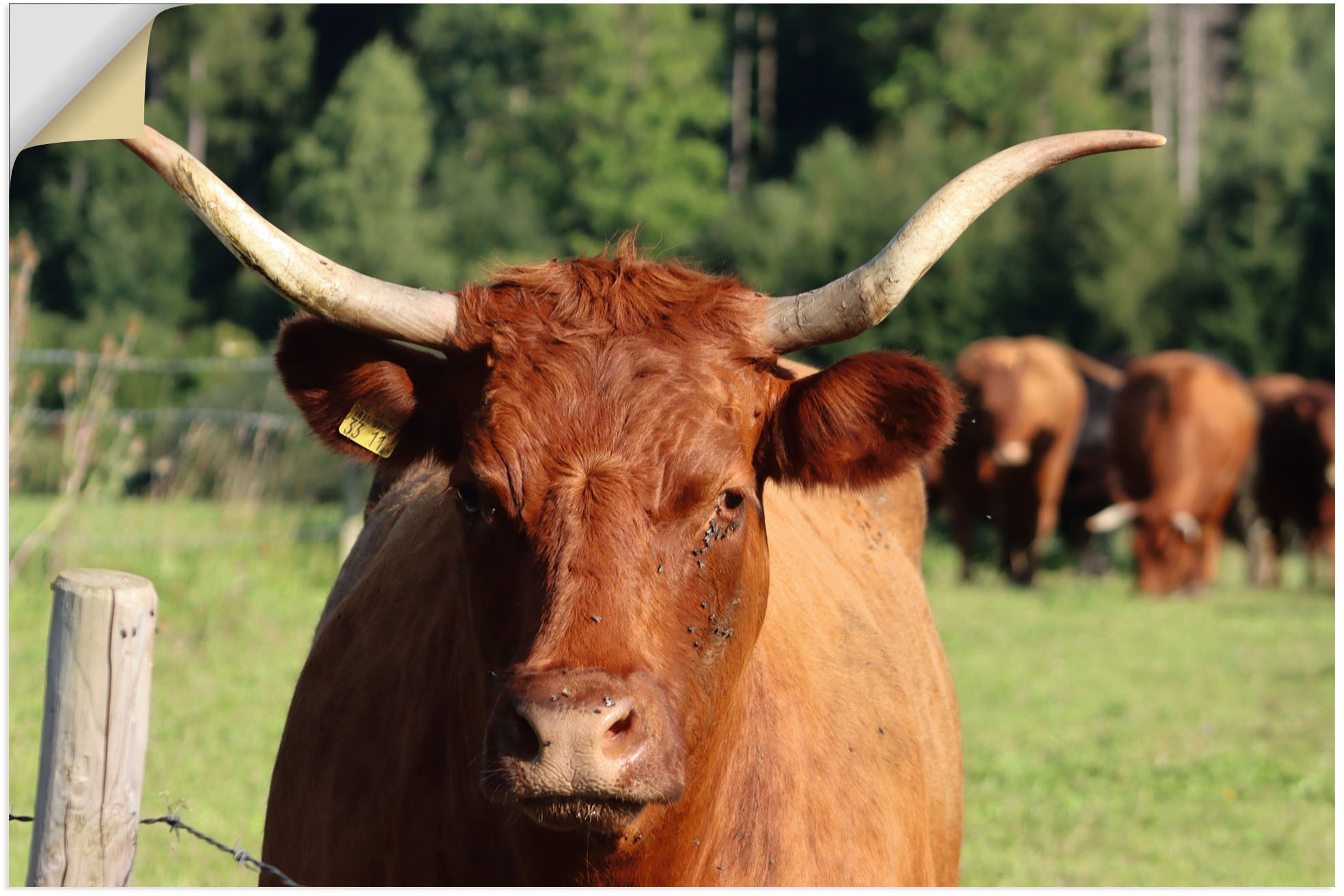 Image of Artland Wandbild »Blickkontakt«, Kuhbilder, (1 St.), in vielen Grössen & Produktarten - Alubild / Outdoorbild für den Aussenbereich, Leinwandbild, Poster, Wandaufkleber / Wandtattoo auch für Badezimmer geeignet bei Ackermann Versand Schweiz