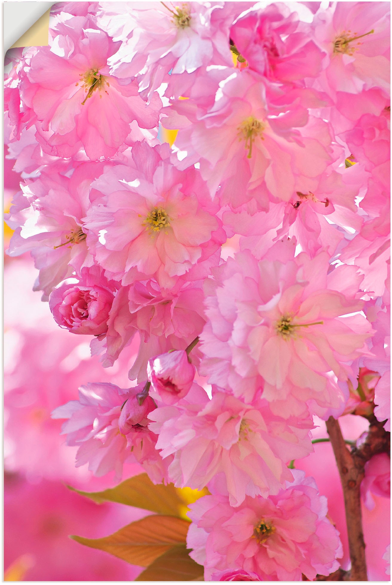 Image of Artland Wandbild »Kirschblüten«, Blumen, (1 St.), in vielen Grössen & Produktarten - Alubild / Outdoorbild für den Aussenbereich, Leinwandbild, Poster, Wandaufkleber / Wandtattoo auch für Badezimmer geeignet bei Ackermann Versand Schweiz