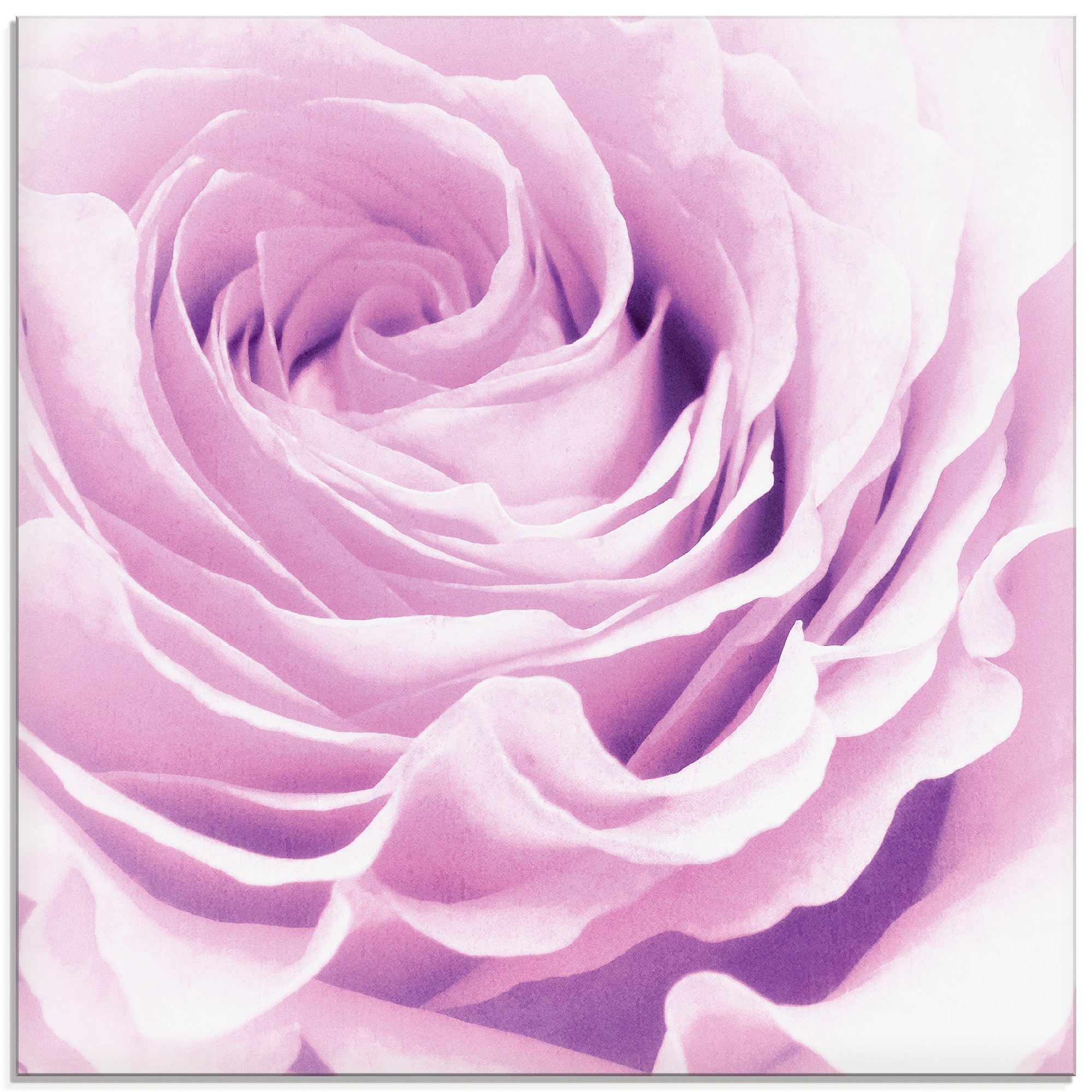 Image of Artland Glasbild "Pastell Rose" Blumen 1 Stk. tlg. in verschiedenen Grössen
