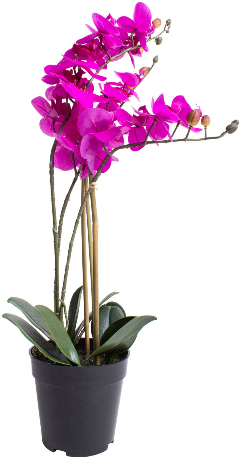 Botanic-Haus Kunstorchidee bequem »Orchidee Bora« kaufen