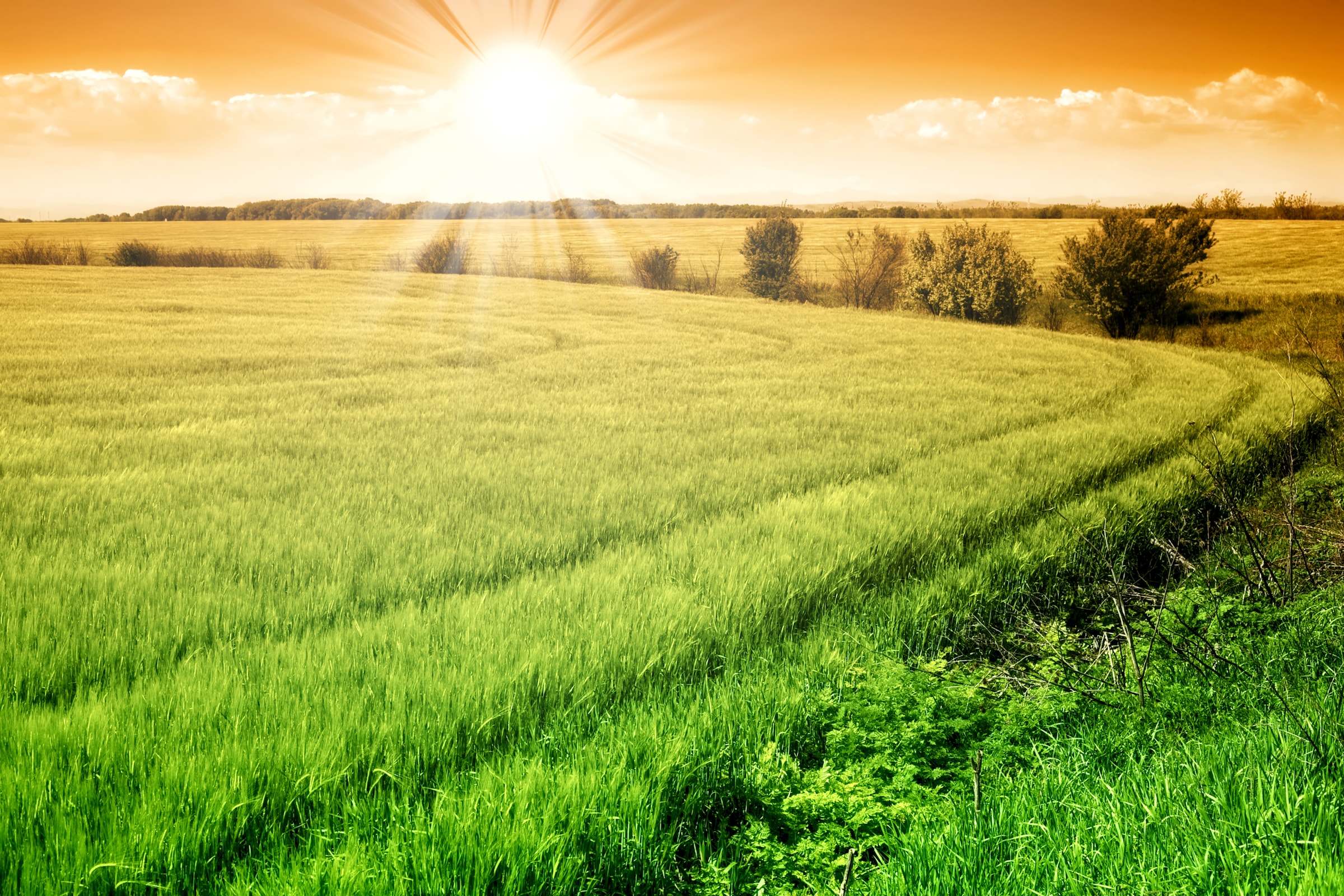 Image of Papermoon Fototapete "Field of Fresh Grain" glatt