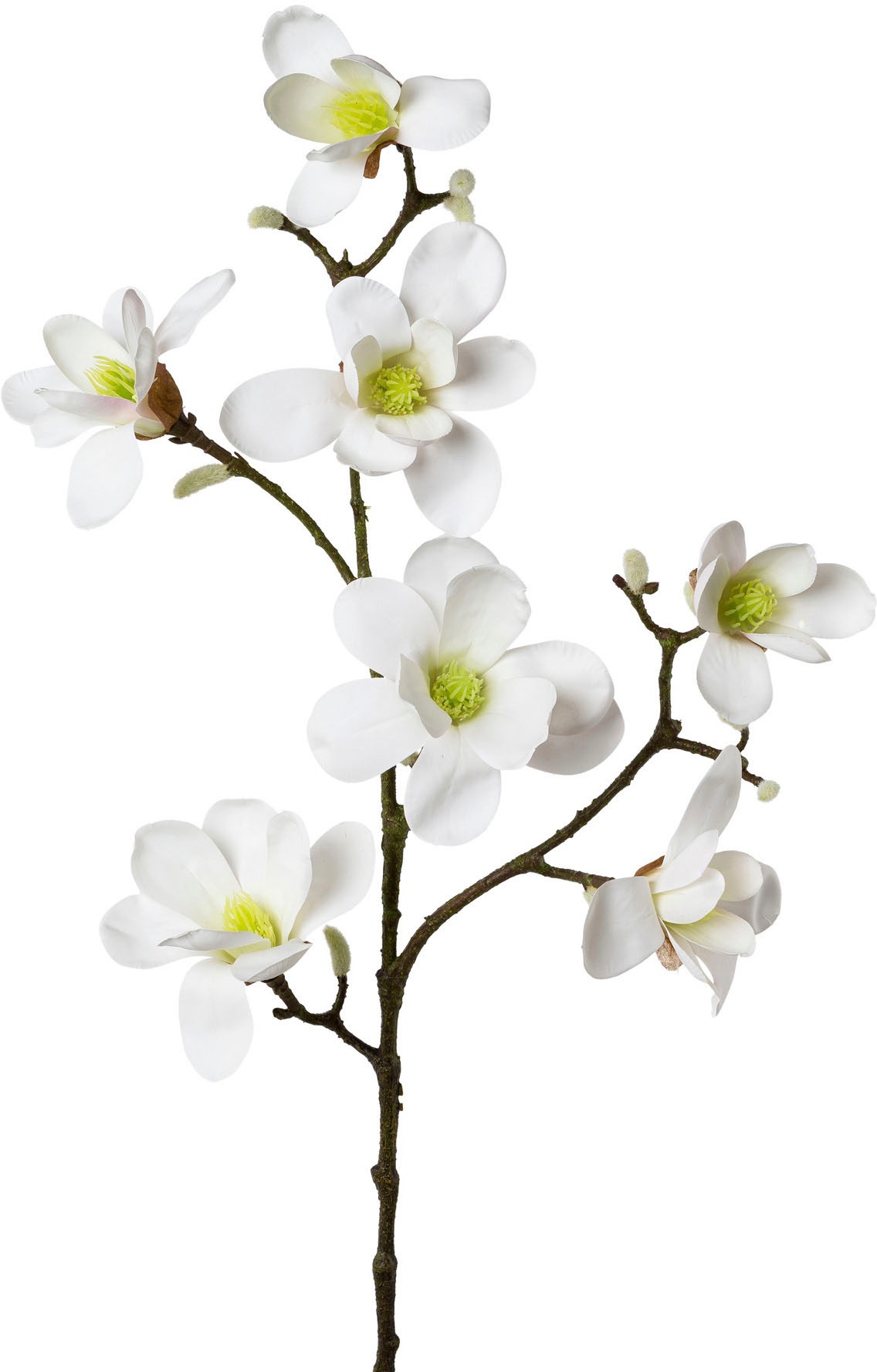 Image of Creativ green Kunstzweig »Zweig Magnolie«, (1 St.) bei Ackermann Versand Schweiz