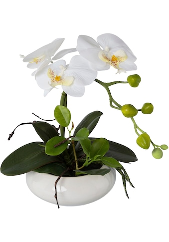 Creativ green Kunstorchidee »Phalaenopsis«, (1 St.), in Keramikschale kaufen