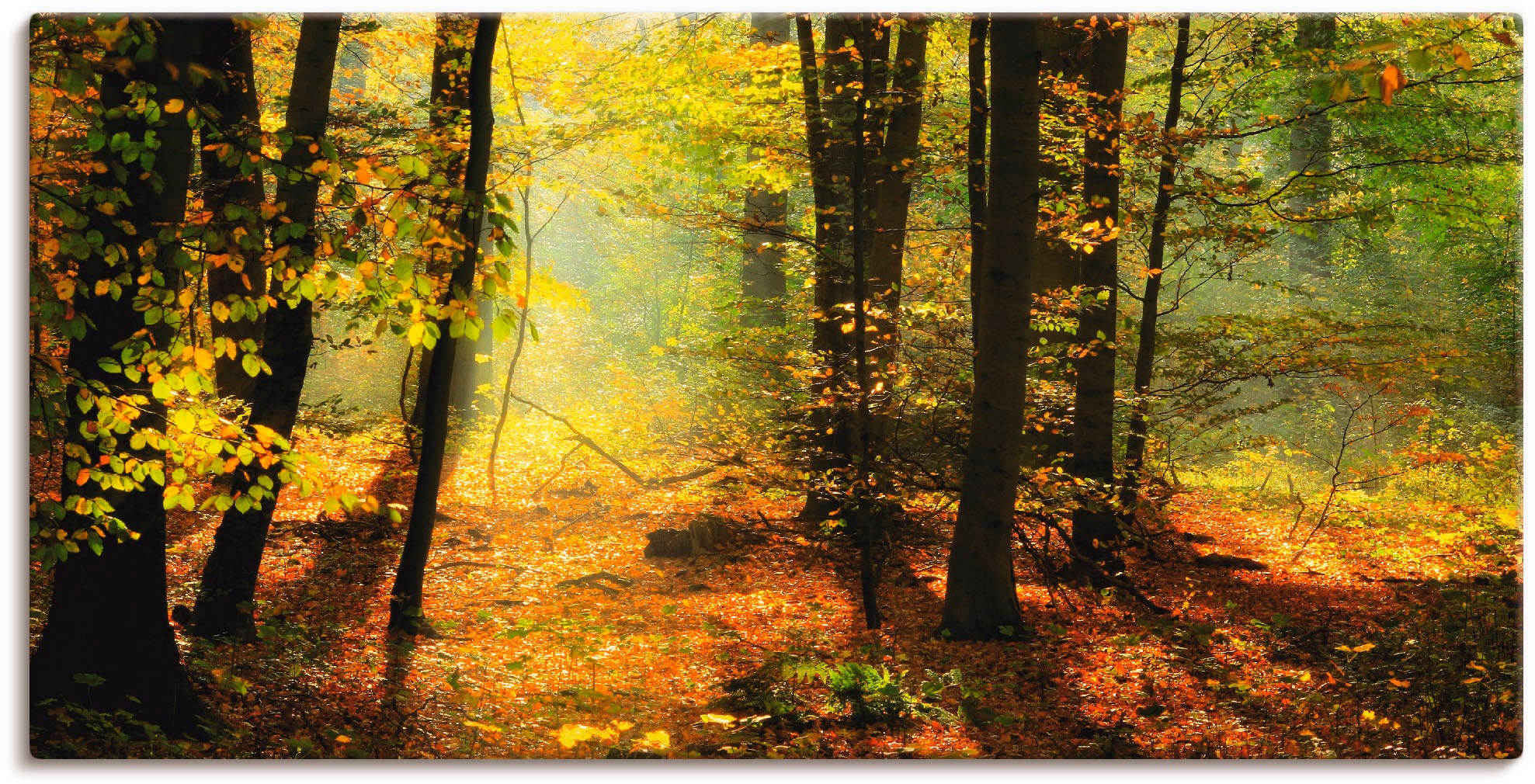 Image of Artland Wandbild »Herbstlicht im Wald«, Wald, (1 St.), in vielen Grössen & Produktarten -Leinwandbild, Poster, Wandaufkleber / Wandtattoo auch für Badezimmer geeignet bei Ackermann Versand Schweiz