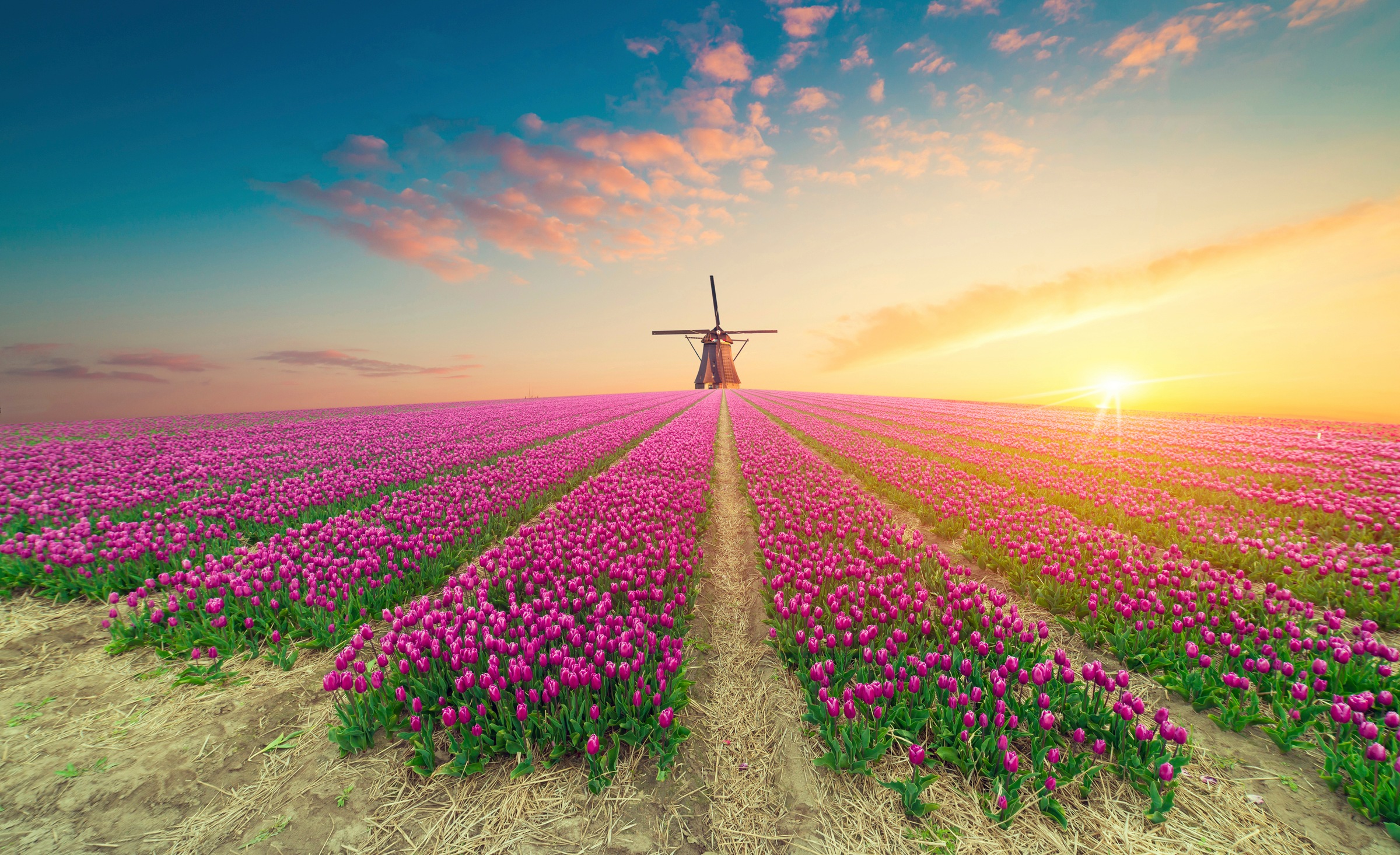 Image of Papermoon Fototapete »TULPEN-NATUR BLUMEN LANDSCHAFT WINDMÜLE LAVENDEL BLUMEN«, Vliestapete, hochwertiger Digitaldruck, inklusive Kleister bei Ackermann Versand Schweiz