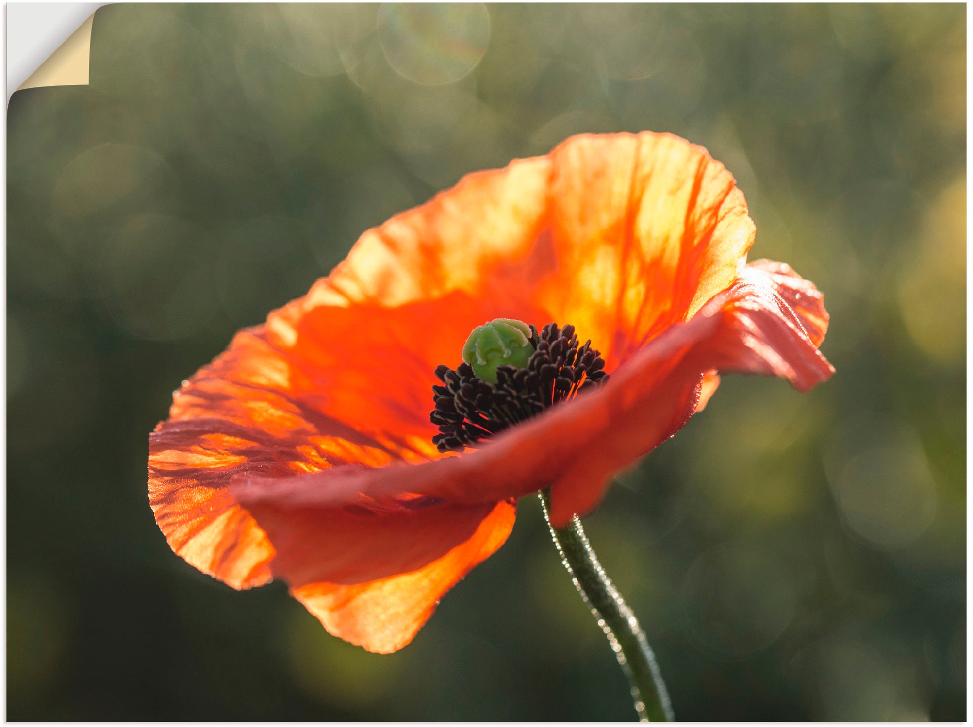 Image of Artland Wandbild »Mohnblüte I«, Blumen, (1 St.), in vielen Grössen & Produktarten -Leinwandbild, Poster, Wandaufkleber / Wandtattoo auch für Badezimmer geeignet bei Ackermann Versand Schweiz