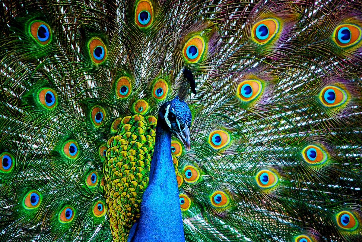 Image of Papermoon Fototapete "Peacock" glatt
