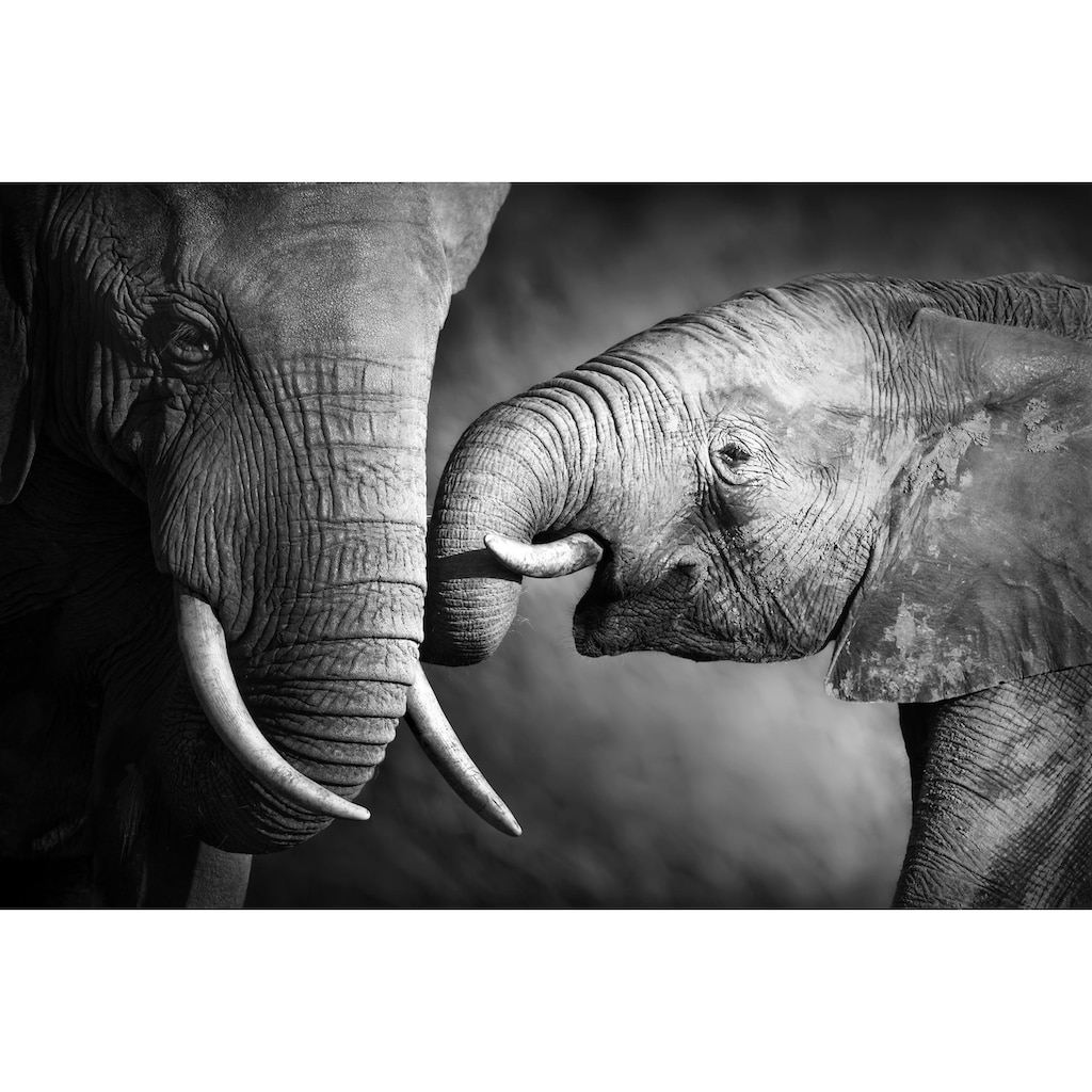 queence Leinwandbild »Elefant«