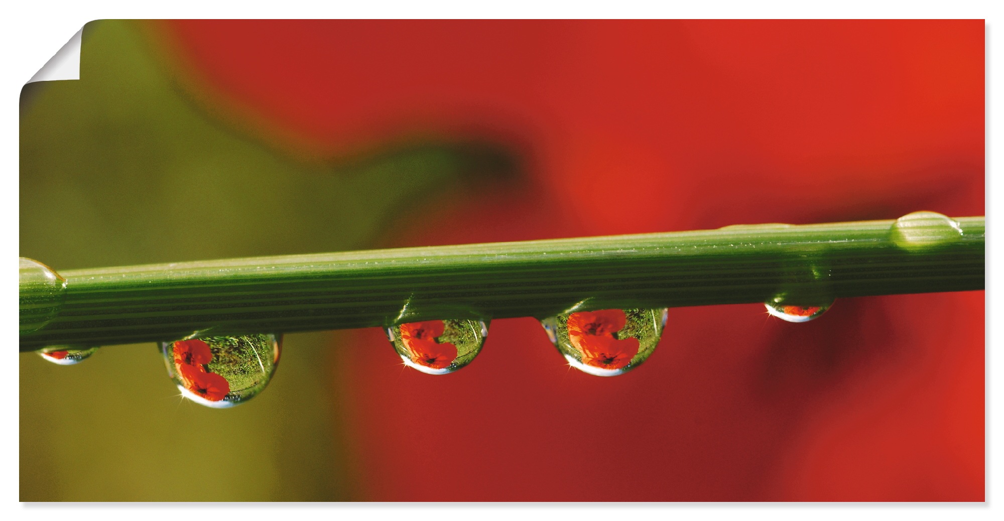Image of Artland Wandbild »Mohnblüten, Wassertropfen«, Blumen, (1 St.), in vielen Grössen & Produktarten -Leinwandbild, Poster, Wandaufkleber / Wandtattoo auch für Badezimmer geeignet bei Ackermann Versand Schweiz