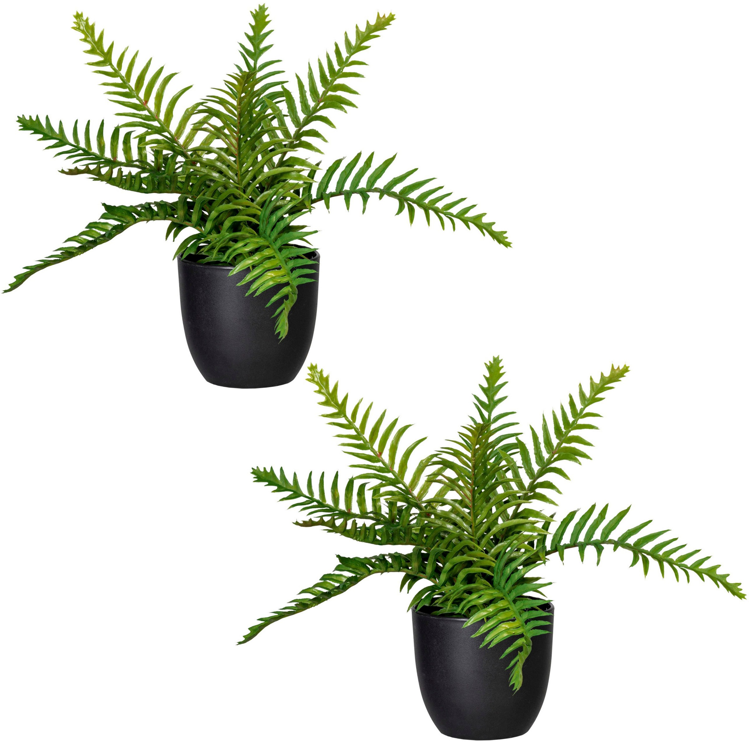 Image of Creativ green Künstliche Zimmerpflanze »Wildfarn«, (2 St.), im 2er Set bei Ackermann Versand Schweiz