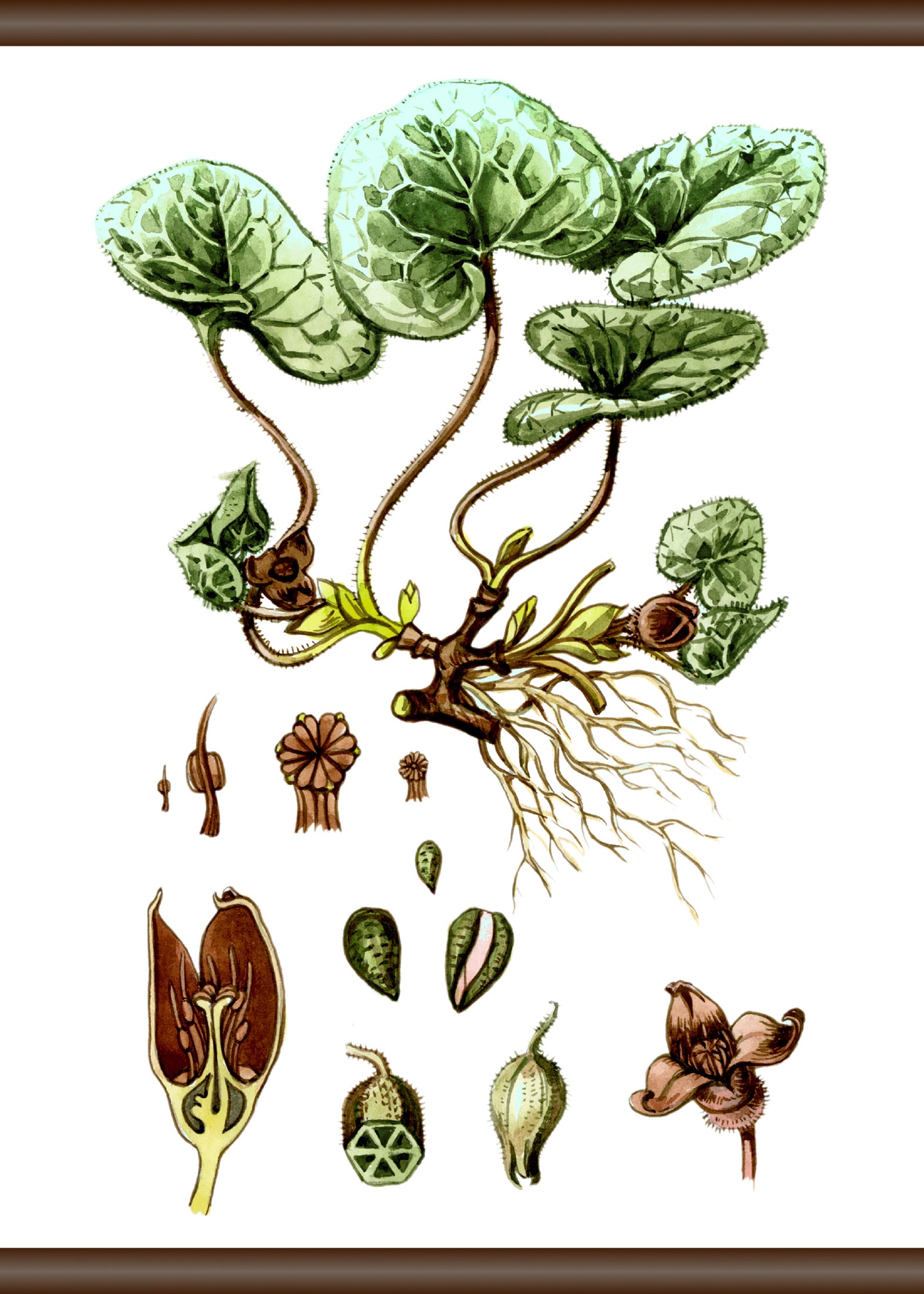 queence Leinwandbild »Pflanzen Anatomie«, 50x70 cm