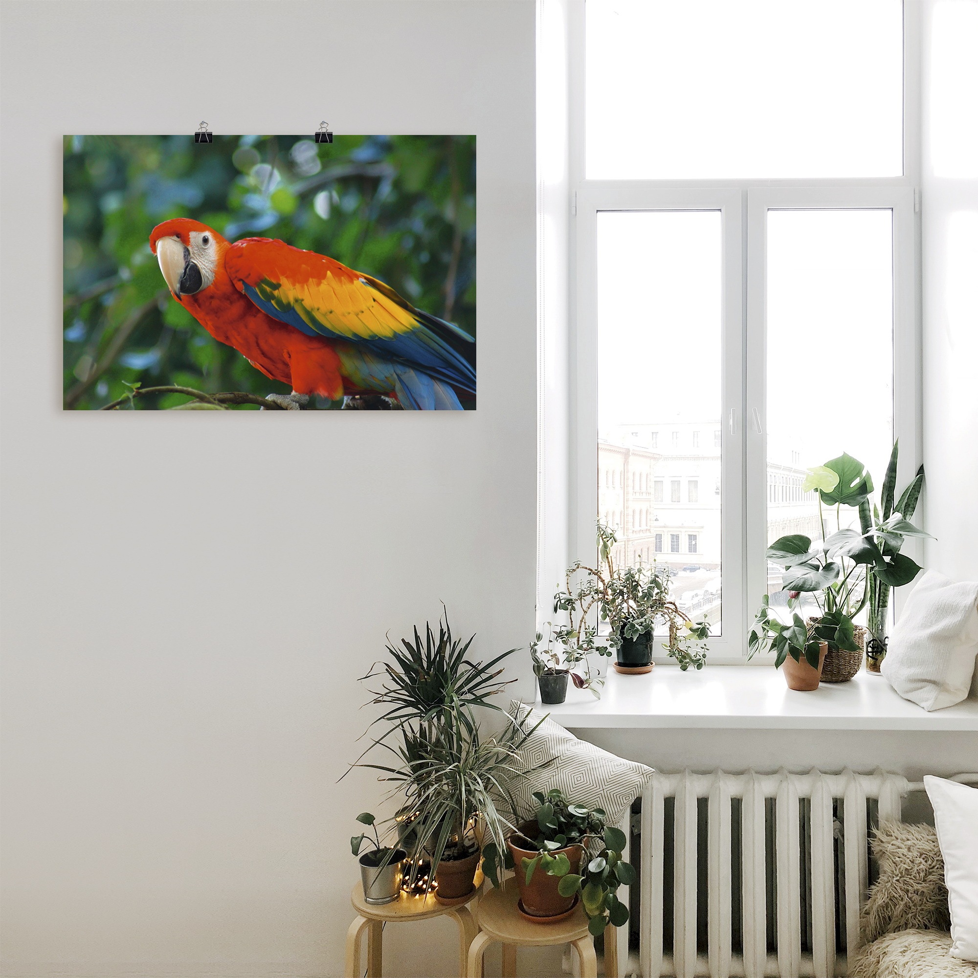Artland Poster »Roter Ara«, Vögel, (1 St.), als Alubild, Leinwandbild, Wandaufkleber oder Poster in versch. Grössen