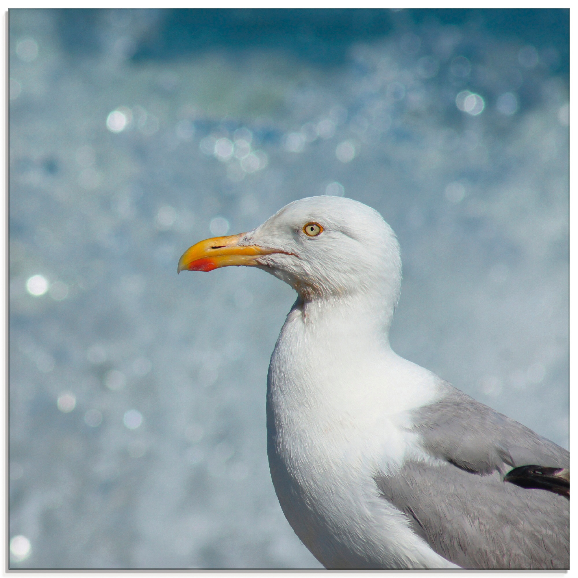 Image of Artland Glasbild »Möwe an der Nordseeküste«, Vögel, (1 St.) bei Ackermann Versand Schweiz