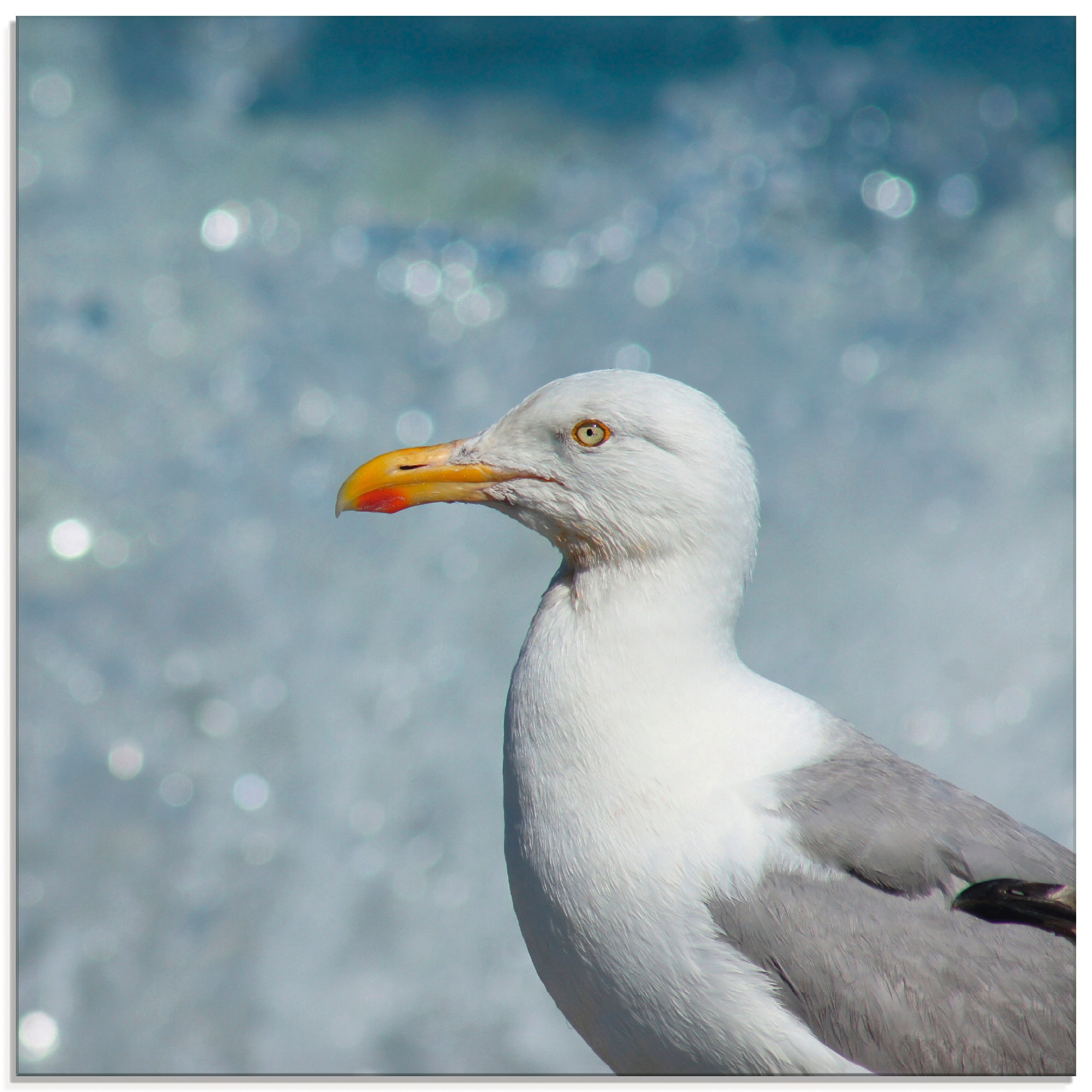 Image of Artland Glasbild "Möwe an der Nordseeküste" Vögel 1 Stk. tlg. in verschiedenen Grössen