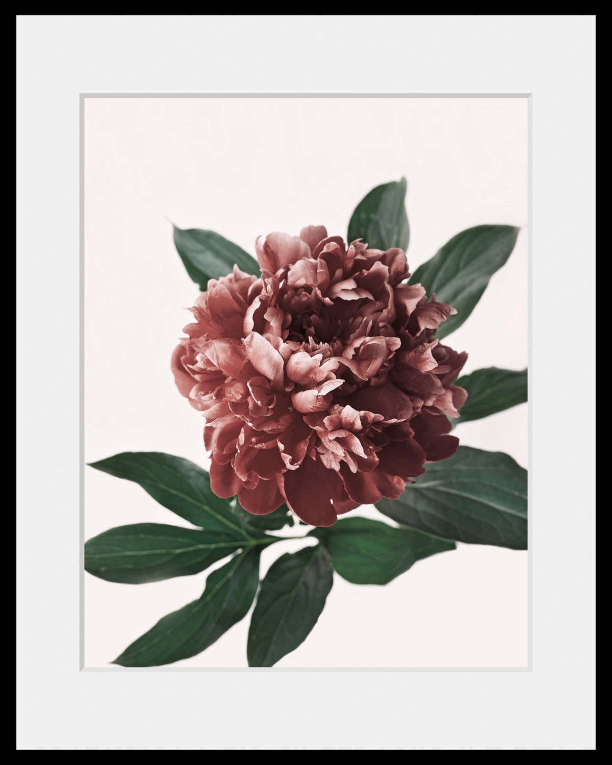 Image of queence Bild »Corinna«, Blumen, (1 St.) bei Ackermann Versand Schweiz