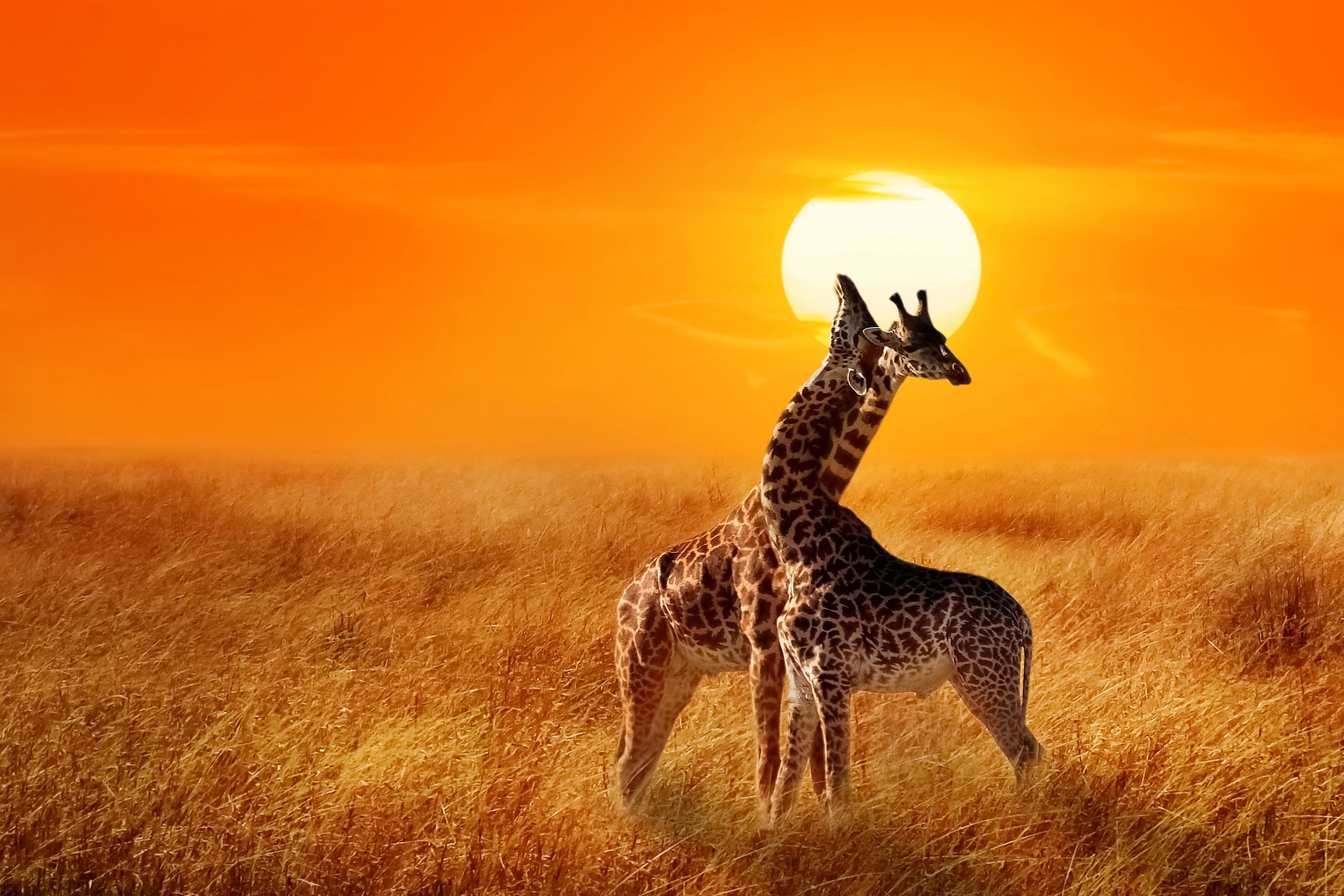 Image of Papermoon Fototapete "Giraffes against Sunset" glatt