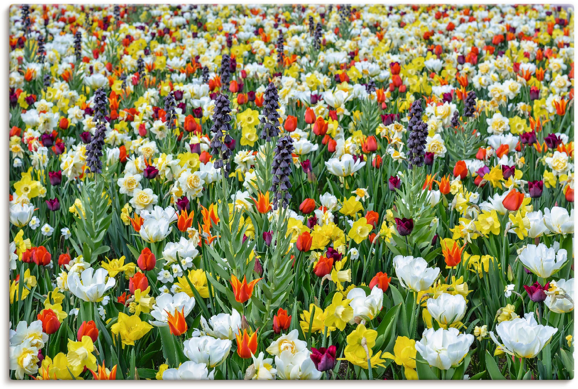 Image of Artland Wandbild »Feld von verschiedenen Frühlingsblumen«, Blumenwiese, (1 St.), in vielen Grössen & Produktarten - Alubild / Outdoorbild für den Aussenbereich, Leinwandbild, Poster, Wandaufkleber / Wandtattoo auch für Badezimmer geeignet bei Ackermann Ve