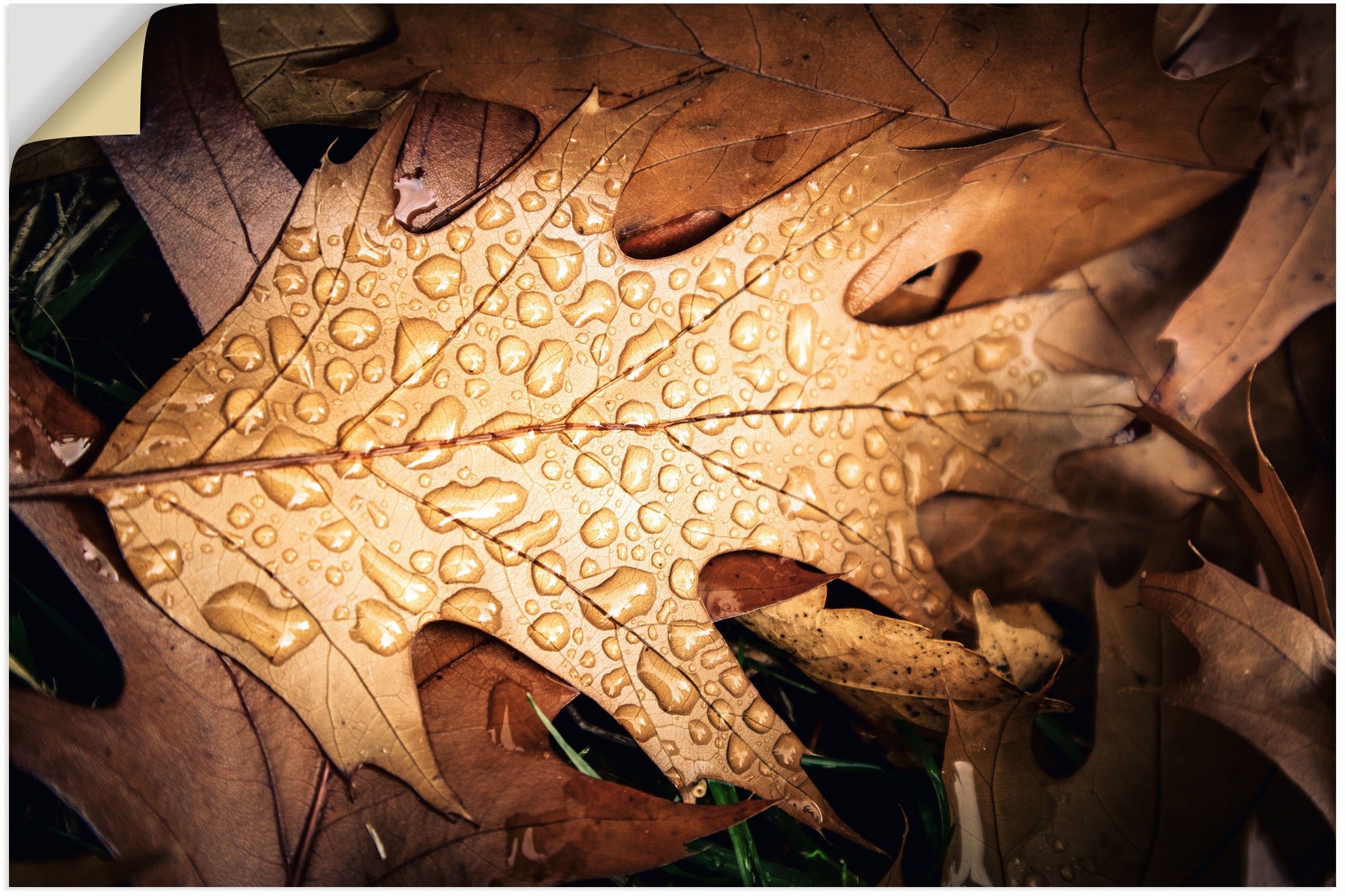 Image of Artland Wandbild »Herbstblatt mit Regentropfen«, Blätterbilder, (1 St.), in vielen Grössen & Produktarten - Alubild / Outdoorbild für den Aussenbereich, Leinwandbild, Poster, Wandaufkleber / Wandtattoo auch für Badezimmer geeignet bei Ackermann Versand Sc