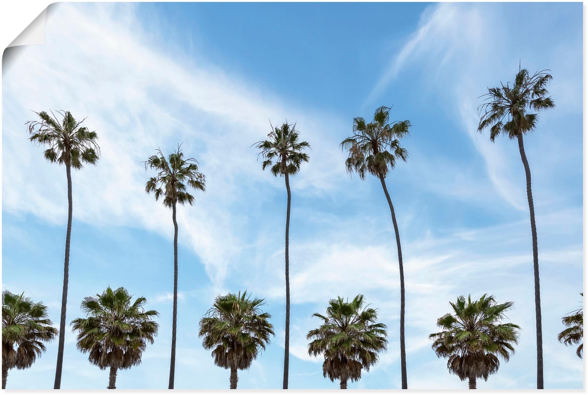 Image of Artland Wandbild »Palmen an der Küste von La Jolla«, Baumbilder, (1 St.), in vielen Grössen & Produktarten - Alubild / Outdoorbild für den Aussenbereich, Leinwandbild, Poster, Wandaufkleber / Wandtattoo auch für Badezimmer geeignet bei Ackermann Versand S
