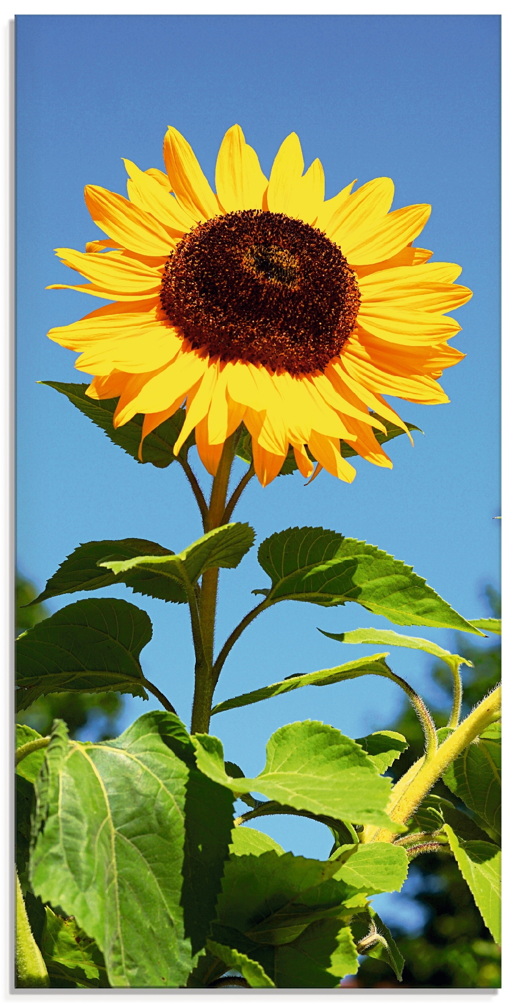 Glasbild »Grosse Sonnenblume«, Blumen, (1 St.), in verschiedenen Grössen