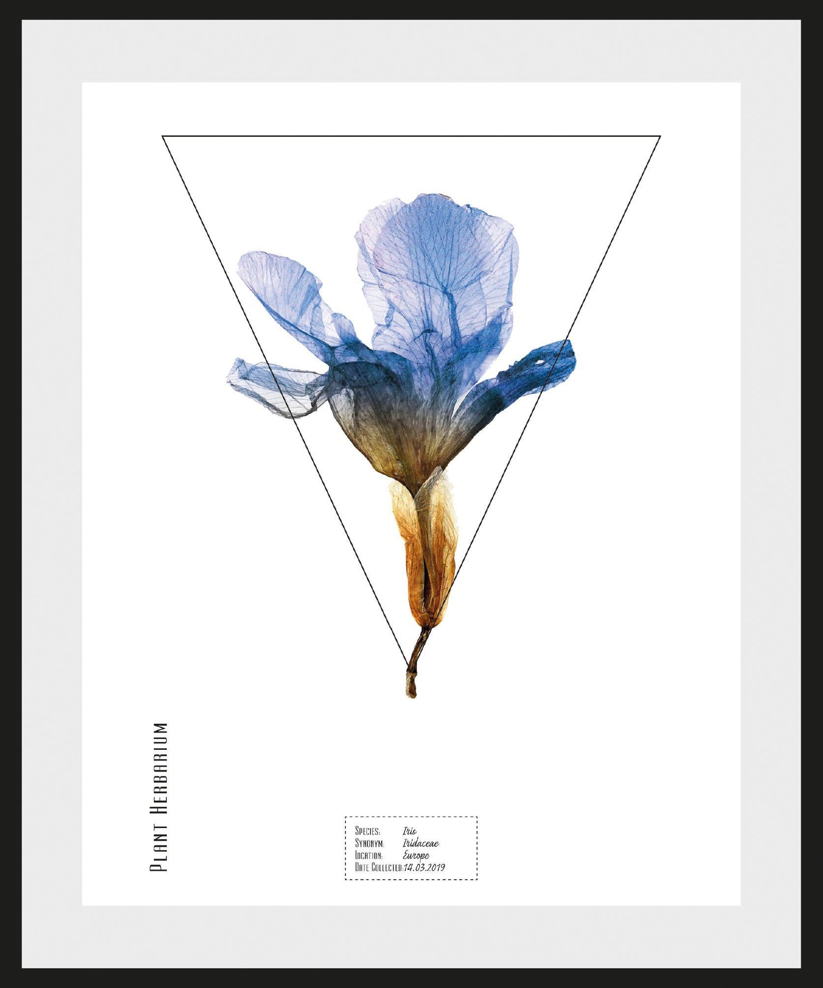 Image of andas Bild »Pflanze Iris«, mit Rahmen bei Ackermann Versand Schweiz