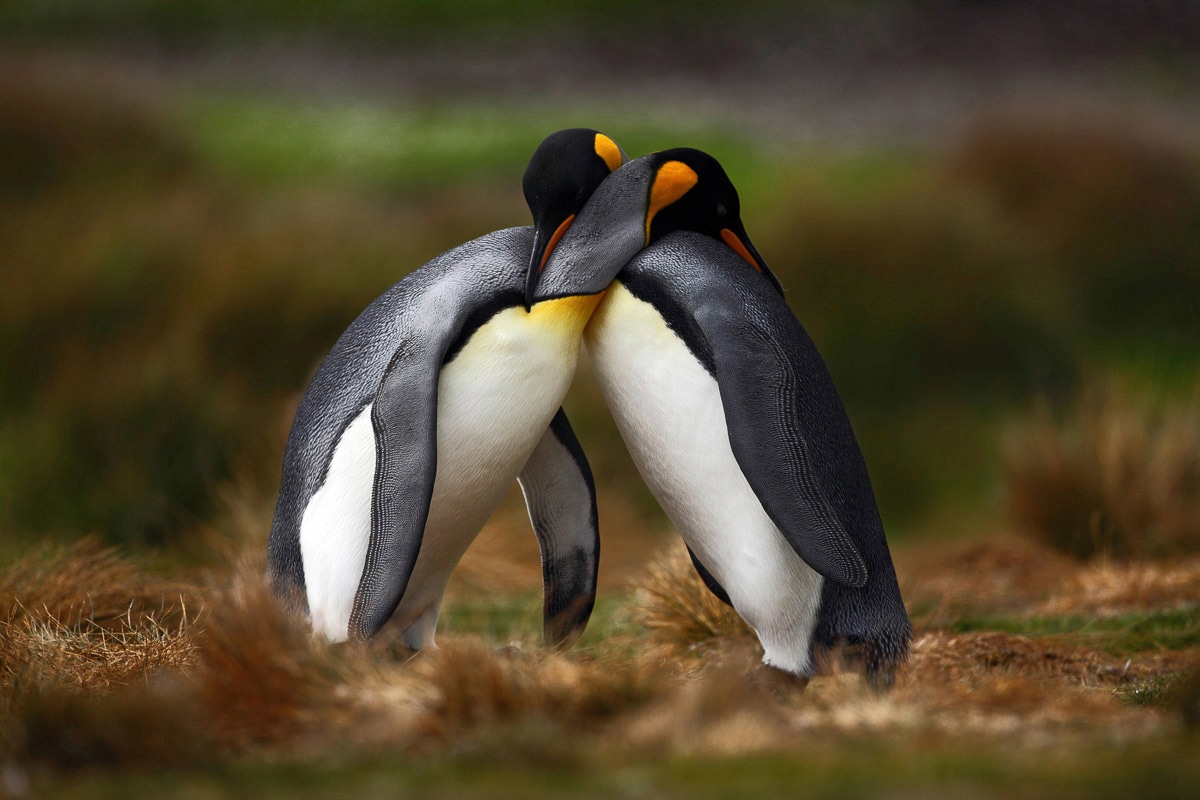 Image of Papermoon Fototapete "Pinguine"