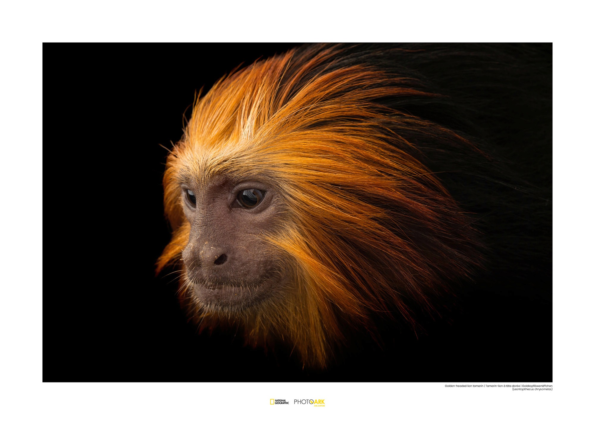 Image of Komar Poster »Golden-headed Lion Tamarin«, Tiere, Höhe: 50cm bei Ackermann Versand Schweiz