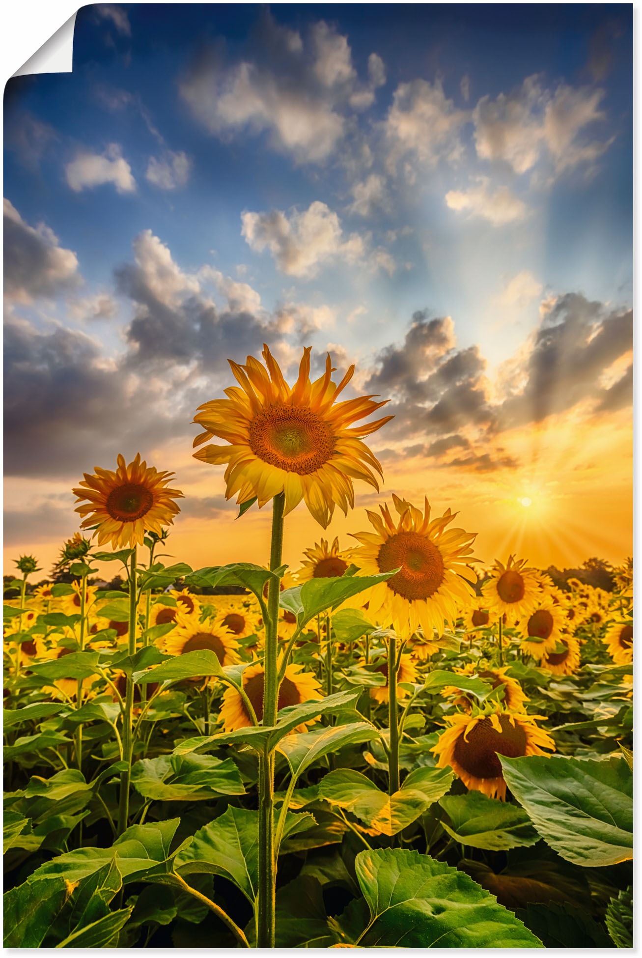 Image of Artland Wandbild "Sonnenblumen im Sonnenuntergang" Blumenbilder 1 Stk. tlg. als Leinwandbild, Poster in verschied. Grössen