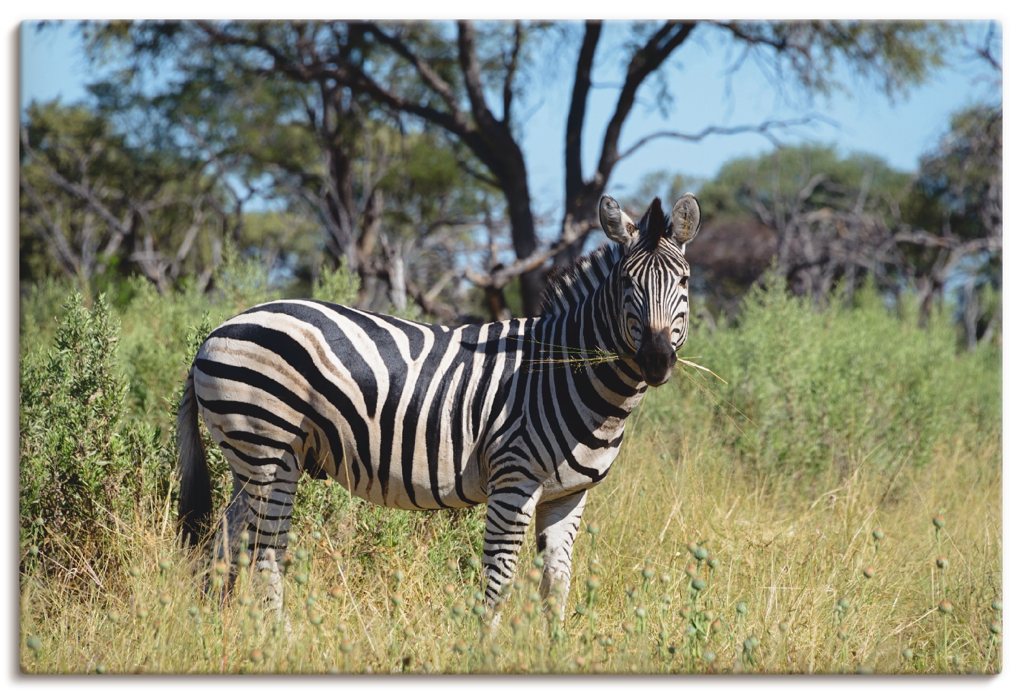Image of Artland Wandbild »Steppenzebra«, Wildtiere, (1 St.), in vielen Grössen & Produktarten - Alubild / Outdoorbild für den Aussenbereich, Leinwandbild, Poster, Wandaufkleber / Wandtattoo auch für Badezimmer geeignet bei Ackermann Versand Schweiz