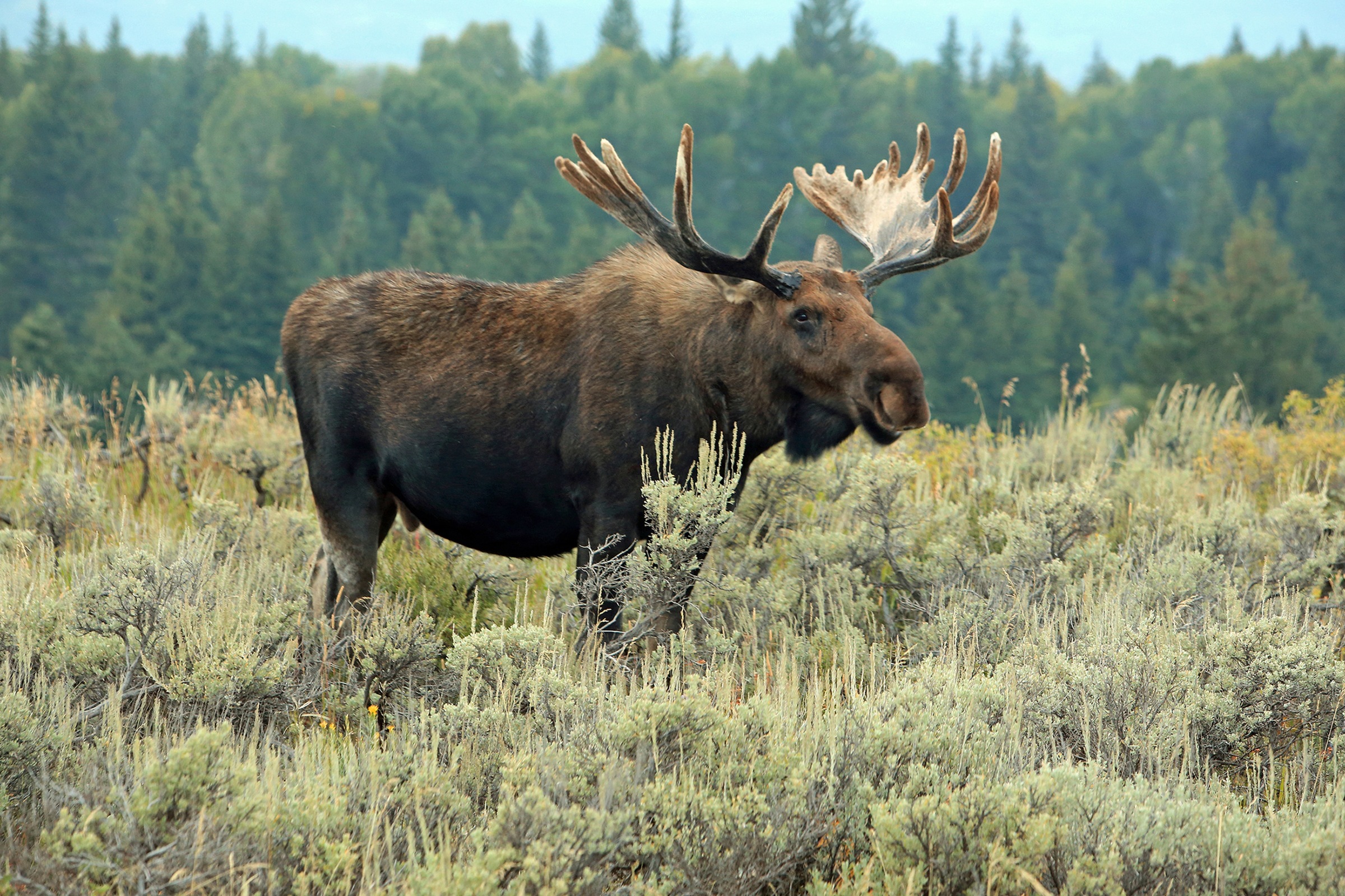 Image of Papermoon Fototapete »ELCH-STIER TIER HIRSCH WALD GEWEIH STEPPE TUNDRA PRÄRIE«, Vliestapete, hochwertiger Digitaldruck, inklusive Kleister bei Ackermann Versand Schweiz