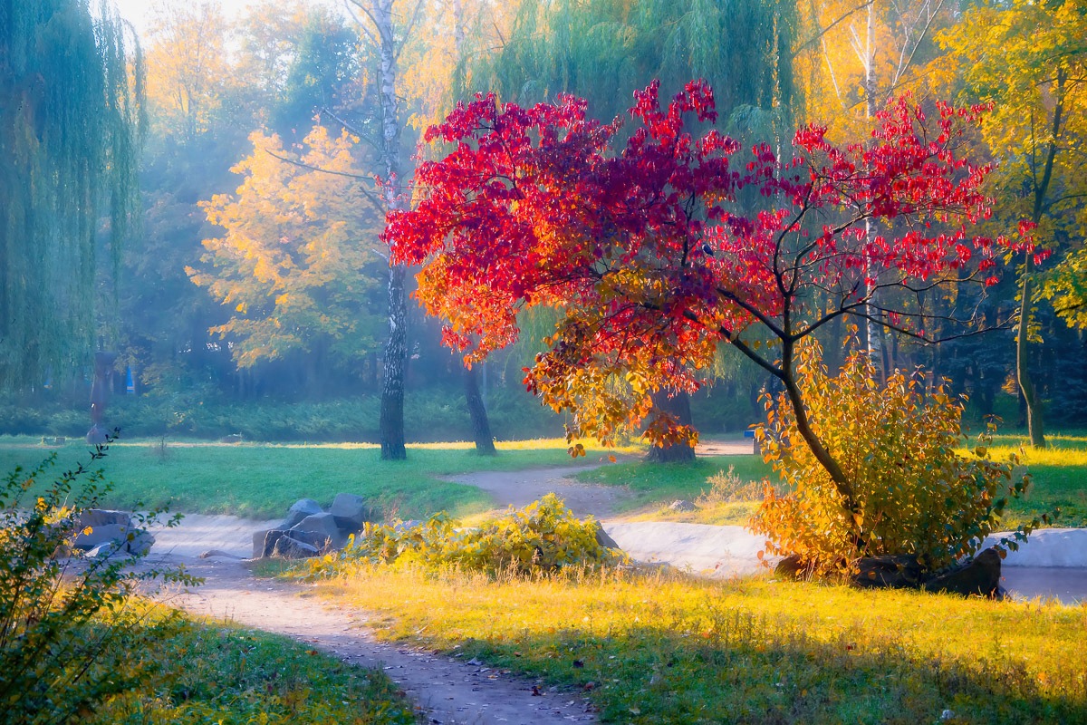 Image of Papermoon Fototapete »Park«, Vliestapete, hochwertiger Digitaldruck, inklusive Kleister bei Ackermann Versand Schweiz