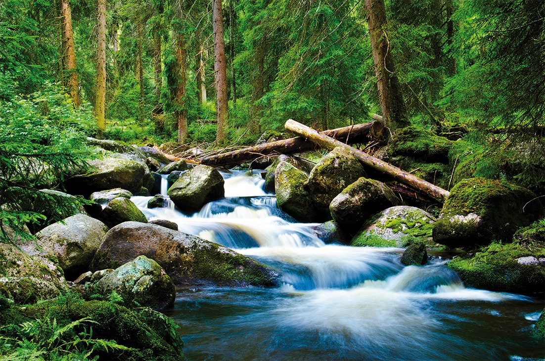 Image of Papermoon Fototapete "Deep Forrest" matt