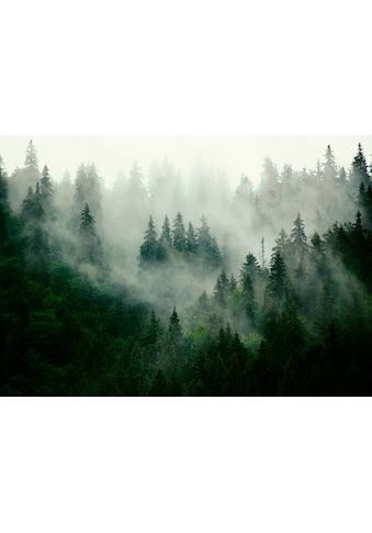 Consalnet Vliestapete »Wald im Nebel«, grafisch, in verschiedenen Grössen, natur,... kaufen