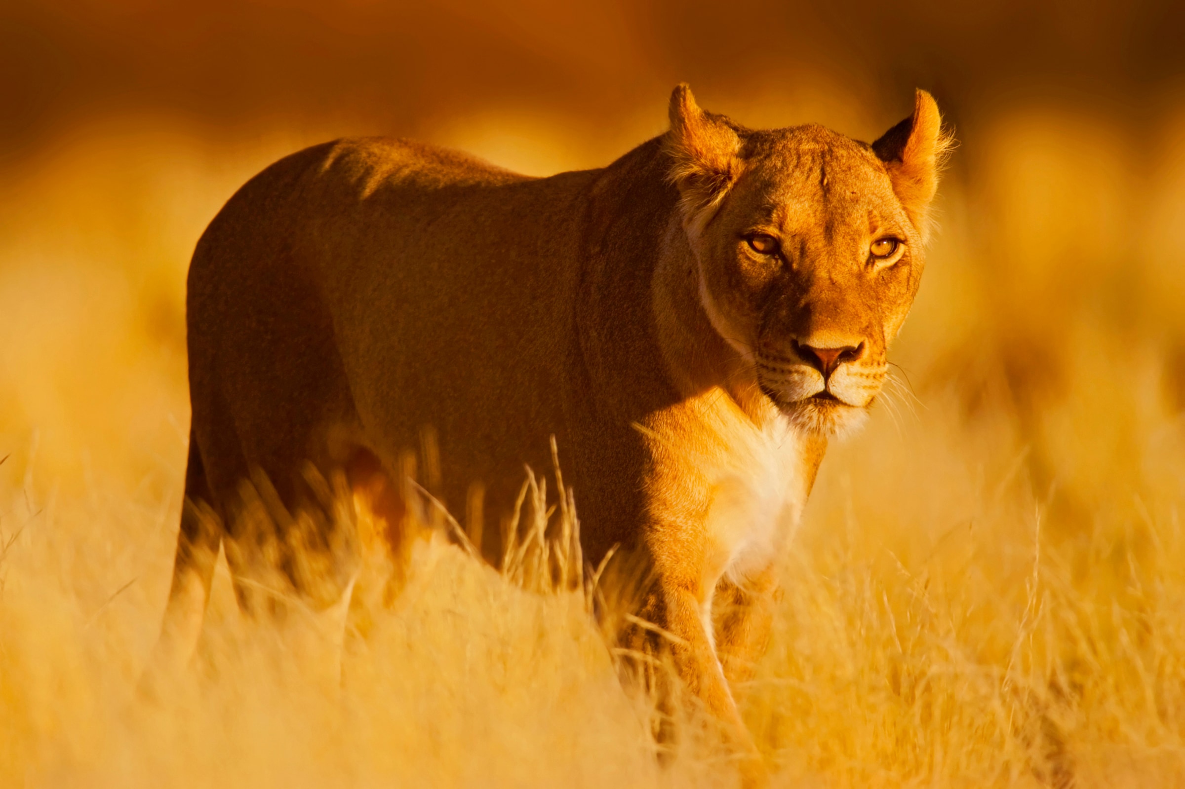Image of Papermoon Fototapete "Lion" glatt