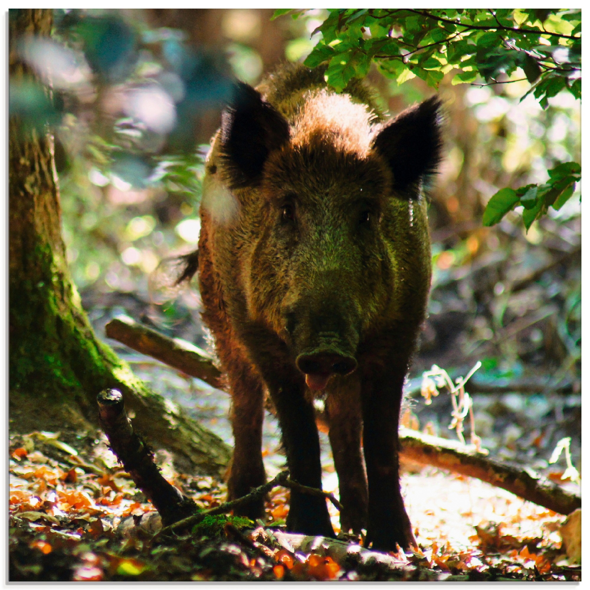 Image of Artland Glasbild »Wildschwein«, Wildtiere, (1 St.) bei Ackermann Versand Schweiz