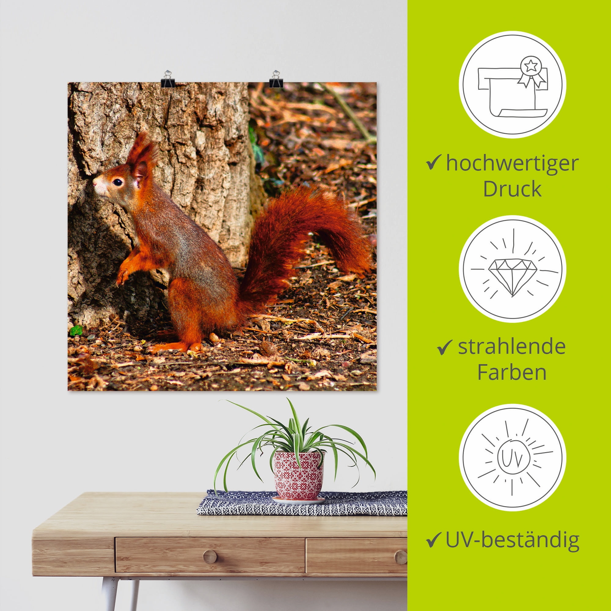 Artland Wandbild »Rotes Eichhörnchen will hoch hinaus«, Wildtiere, (1 St.), als Poster, Wandaufkleber in verschied. Grössen