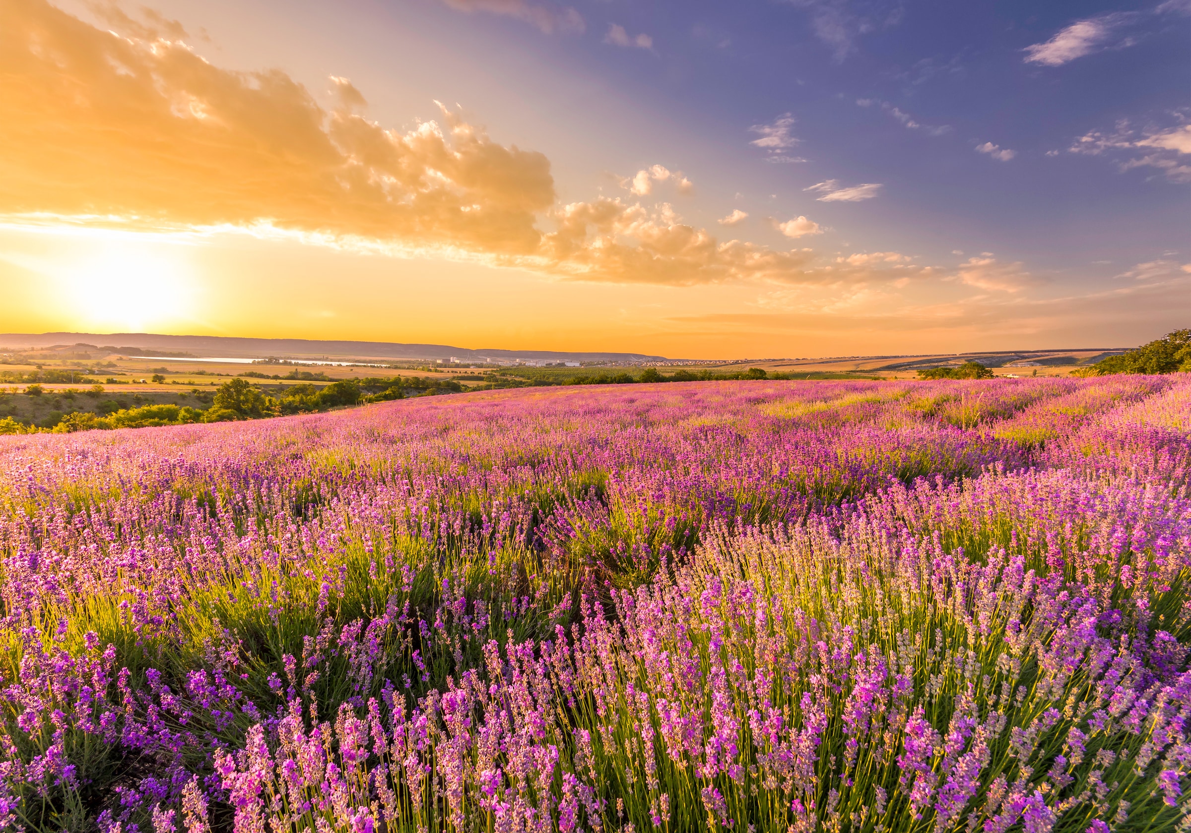 Image of Papermoon Fototapete »Lavender Field« bei Ackermann Versand Schweiz