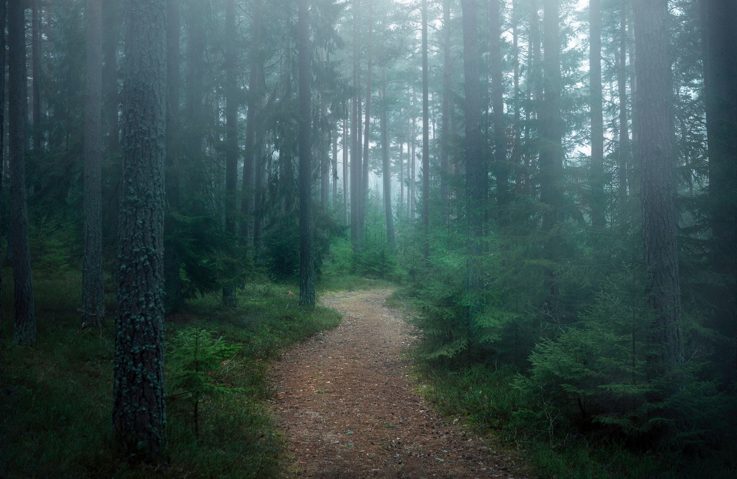 Image of Papermoon Fototapete "Photo-Art CHRISTIAN LINDSTEN, DER VERWUNSCHENE WALD"