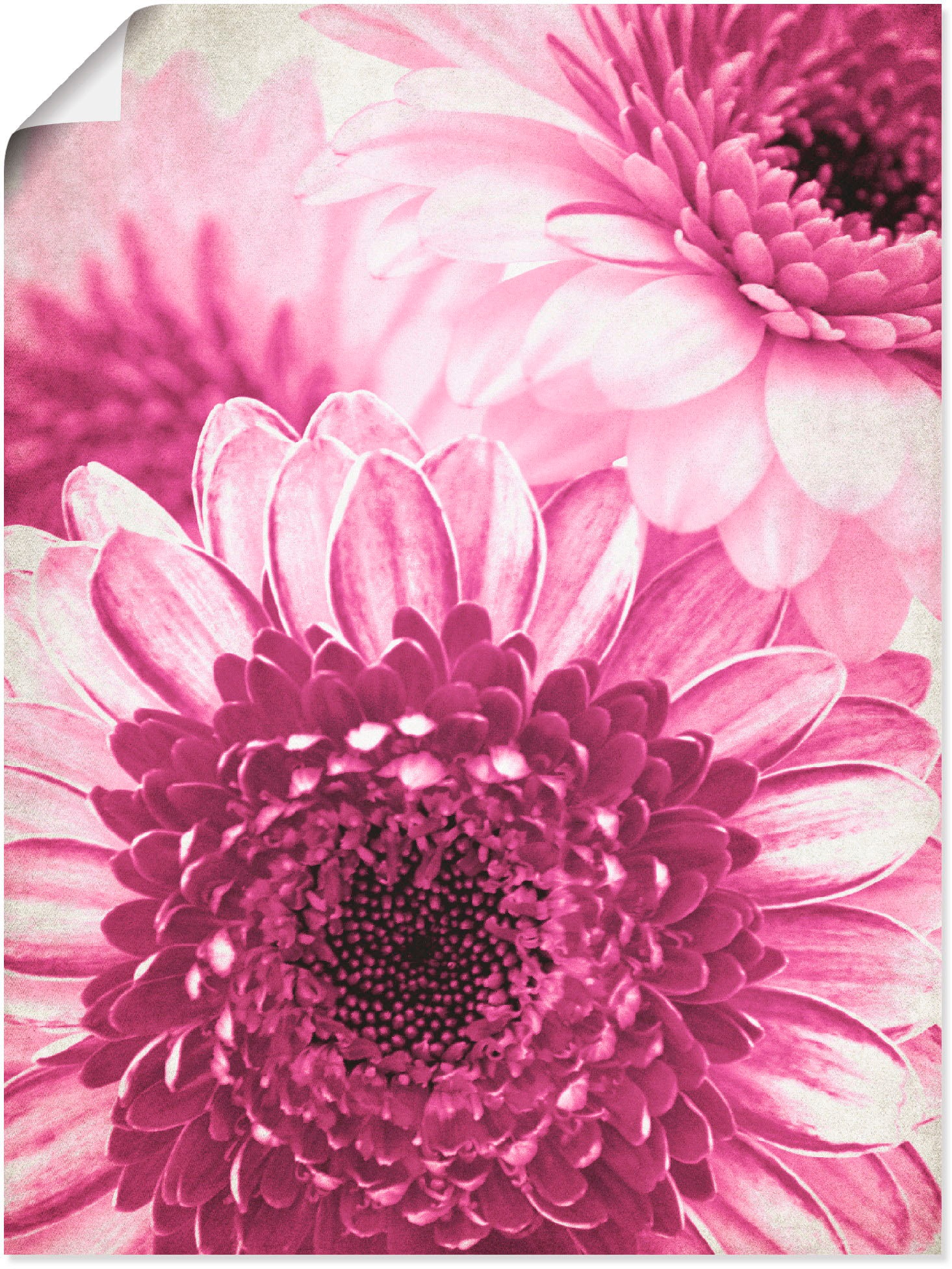 Image of Artland Wandbild »Pinke Gerbera«, Blumen, (1 St.), in vielen Grössen & Produktarten -Leinwandbild, Poster, Wandaufkleber / Wandtattoo auch für Badezimmer geeignet bei Ackermann Versand Schweiz