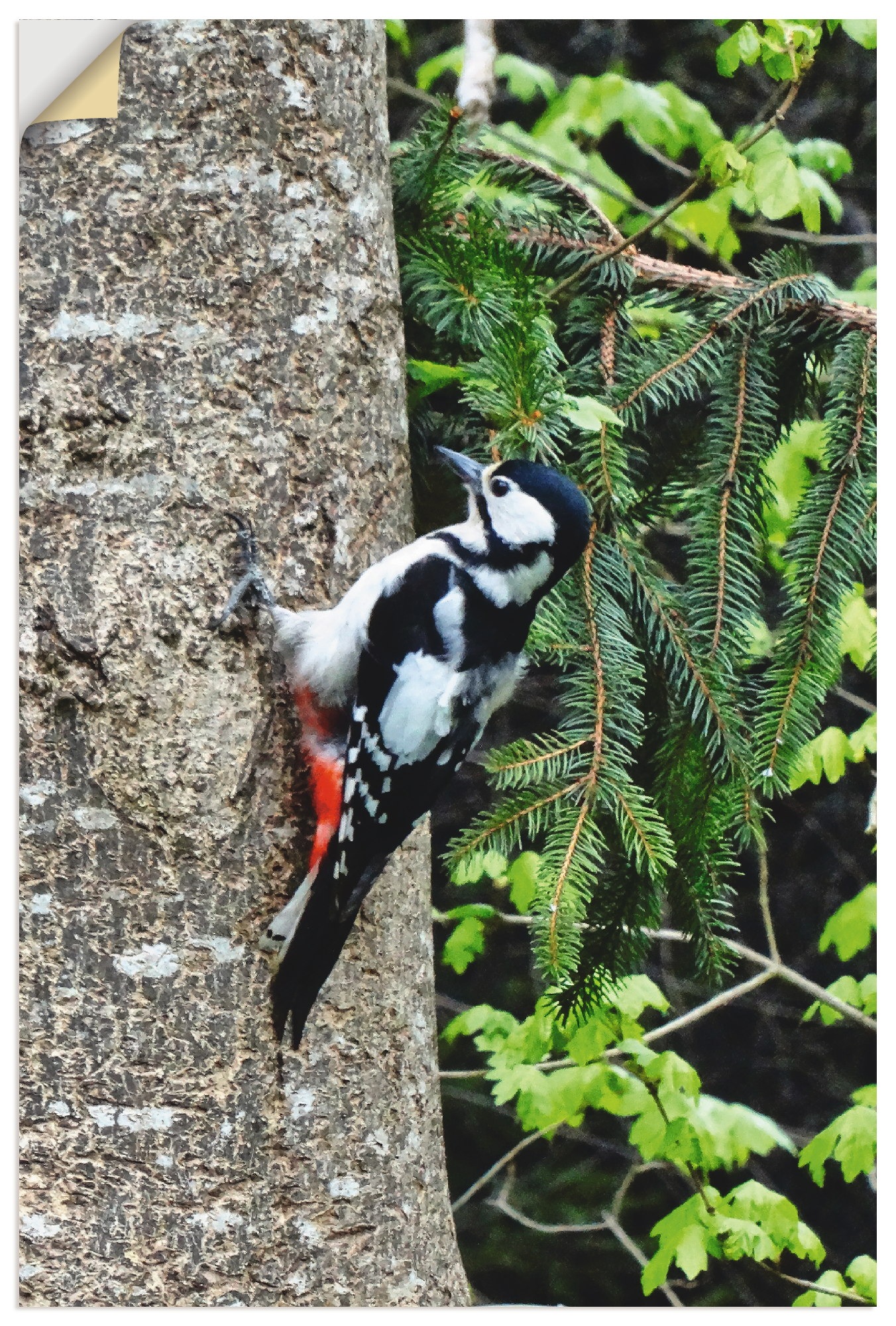 Image of Artland Wandbild »Buntspecht im Wald«, Vögel, (1 St.), in vielen Grössen & Produktarten -Leinwandbild, Poster, Wandaufkleber / Wandtattoo auch für Badezimmer geeignet bei Ackermann Versand Schweiz