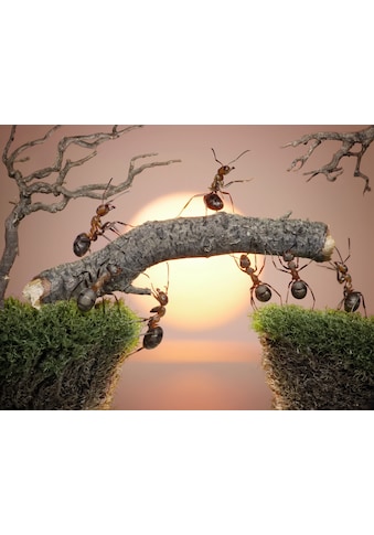 Fototapete »Ants Teamwork«