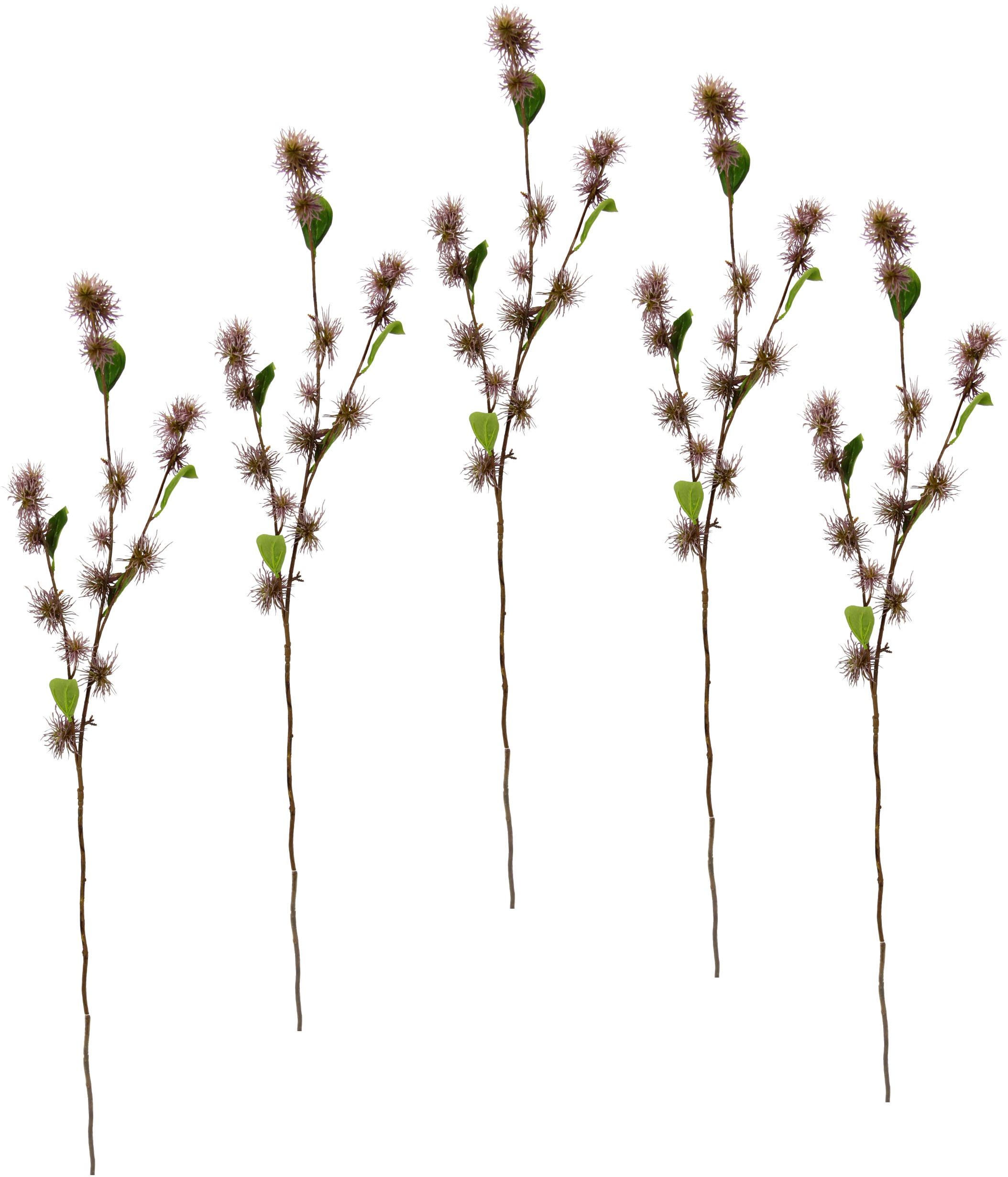 Image of I.GE.A. Kunstblume »Zaubernuss«, (5 St.), 5er Set bei Ackermann Versand Schweiz