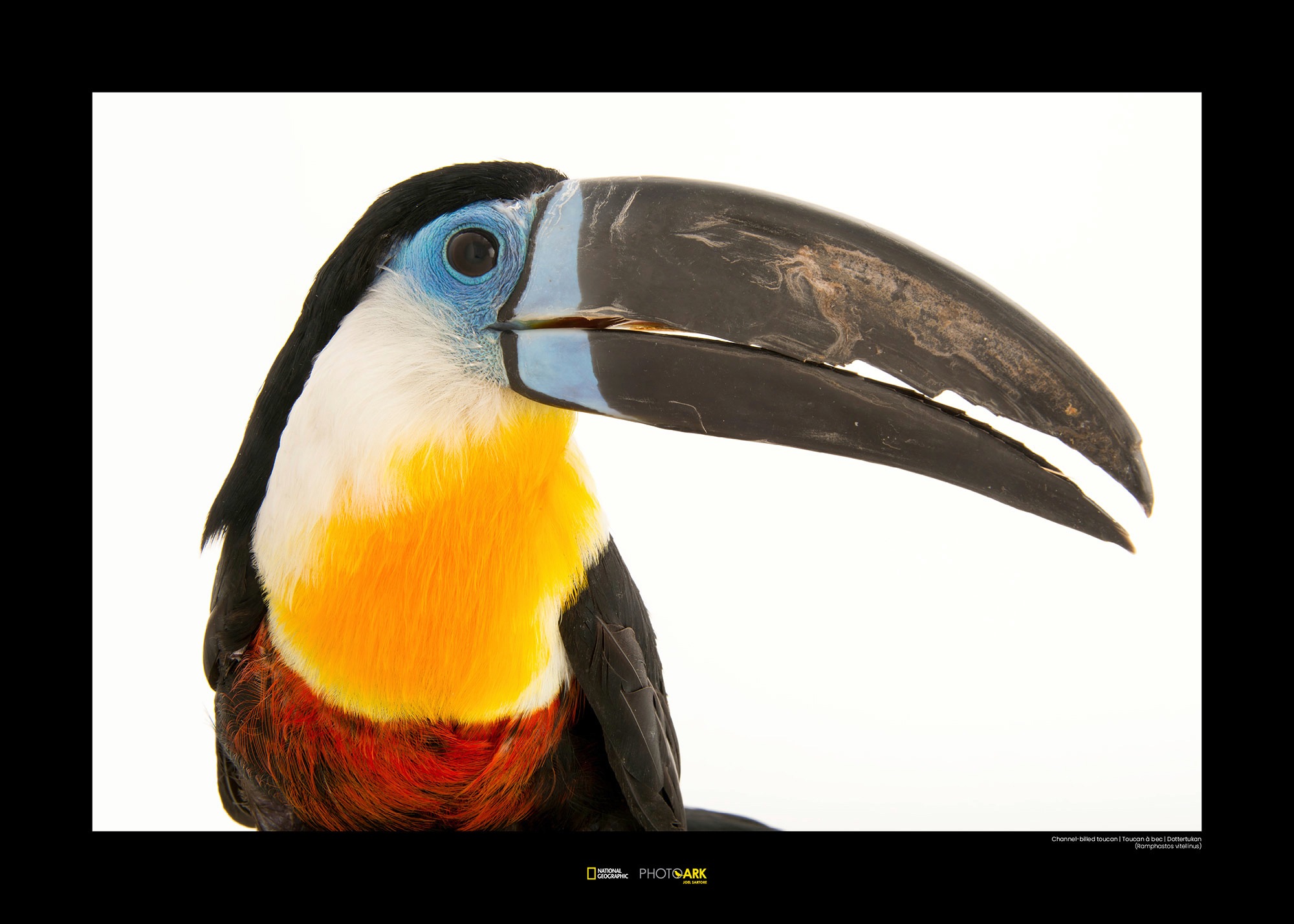 Image of Komar Poster »Channel-billed Toucan«, Tiere, Höhe: 50cm bei Ackermann Versand Schweiz
