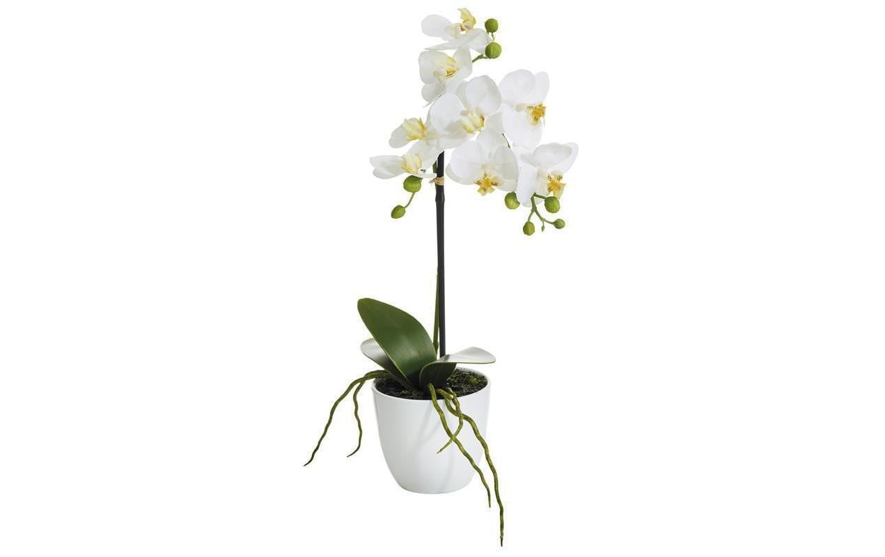 Image of Botanic-Haus Kunstblume "Phalenopsis Topf 1 Rispe"