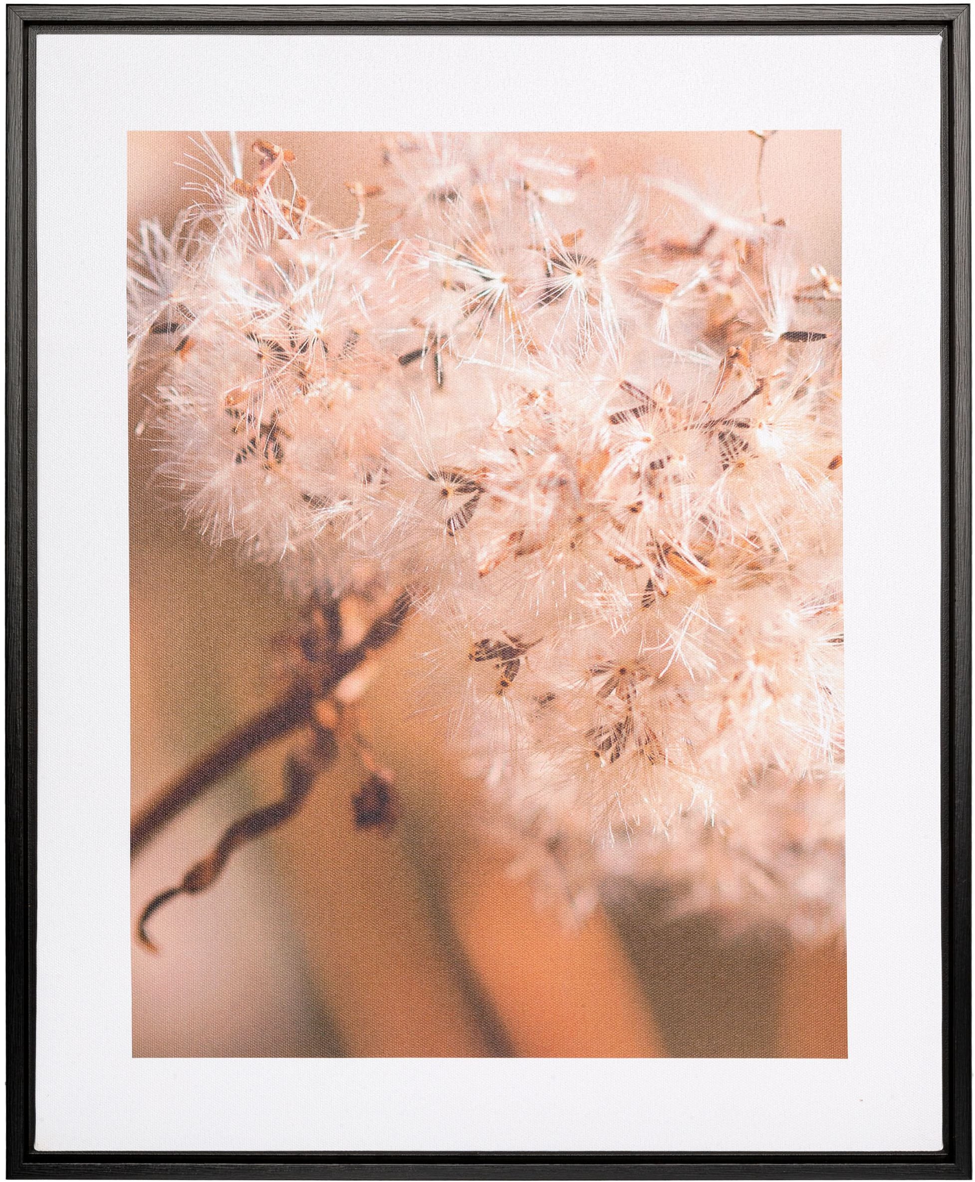 Image of Creativ home Bild mit Rahmen "Pusteblume" 1 Stk. tlg. auf Canvas-Leinwand