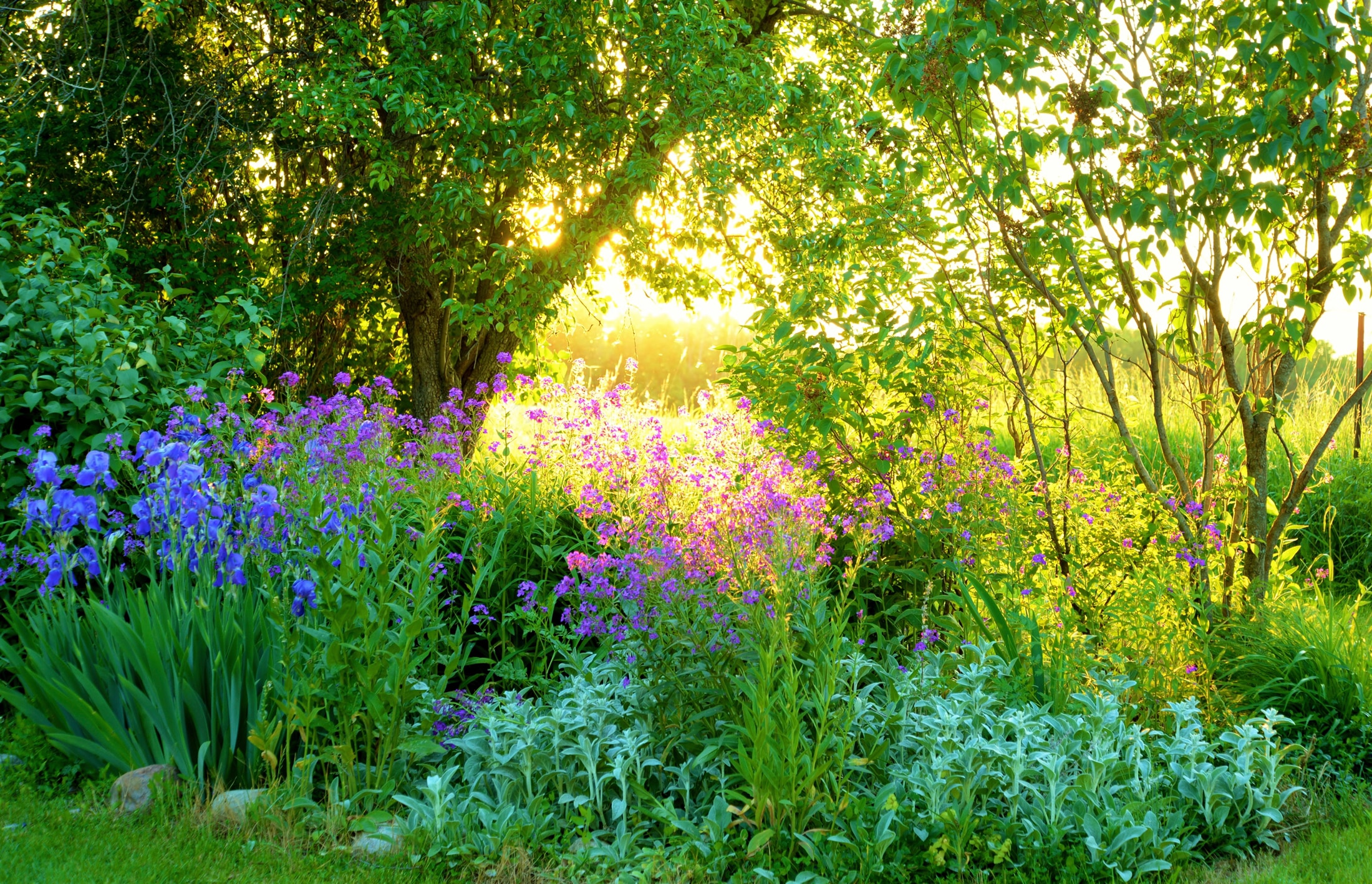 Image of Papermoon Fototapete »GARTEN-BLUMEN BÄUME PFLANZEN PARK STEINE BLÜTEN WALD«, Vliestapete, hochwertiger Digitaldruck, inklusive Kleister bei Ackermann Versand Schweiz