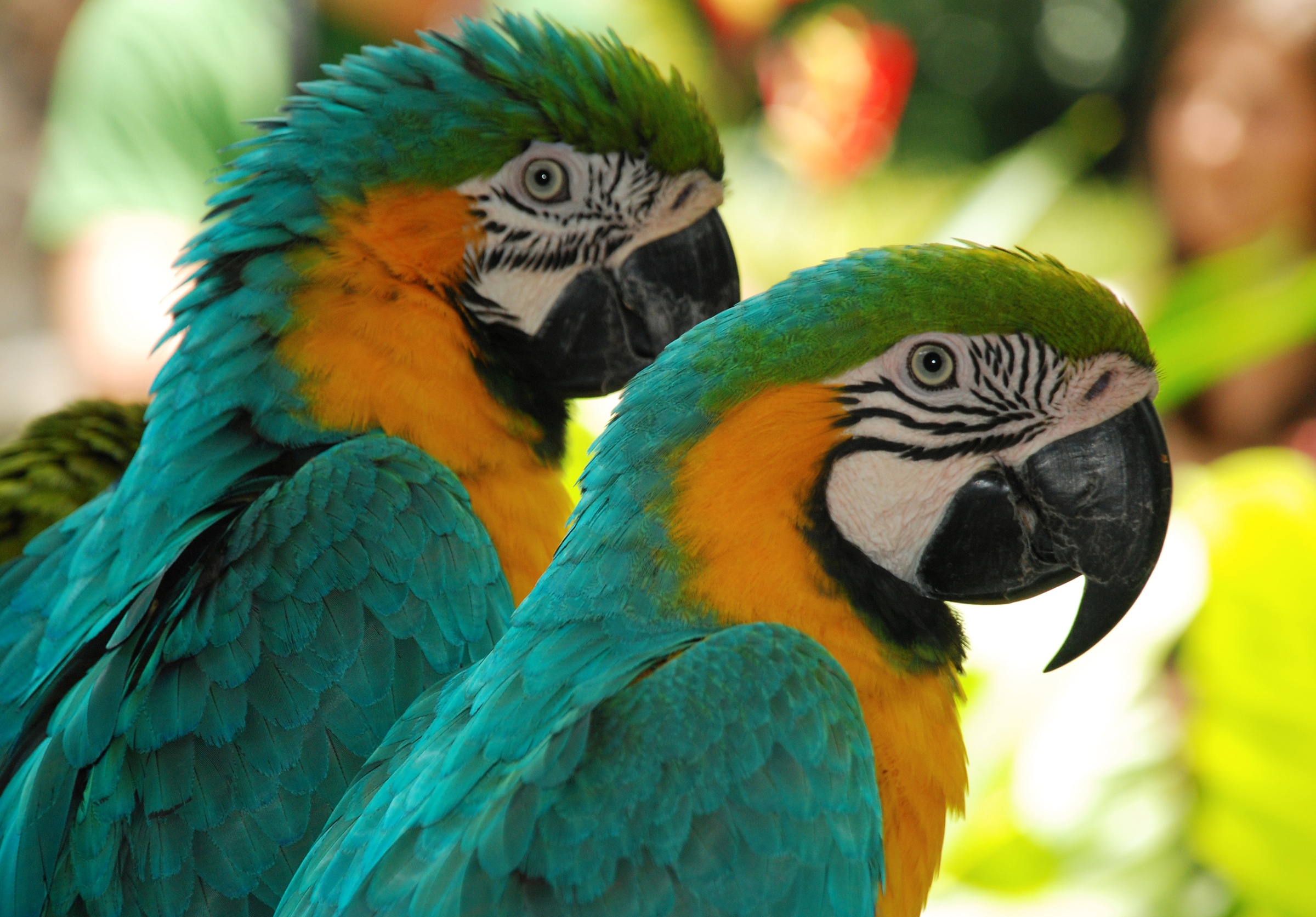 Image of Papermoon Fototapete "Macaw Love Birds" glatt