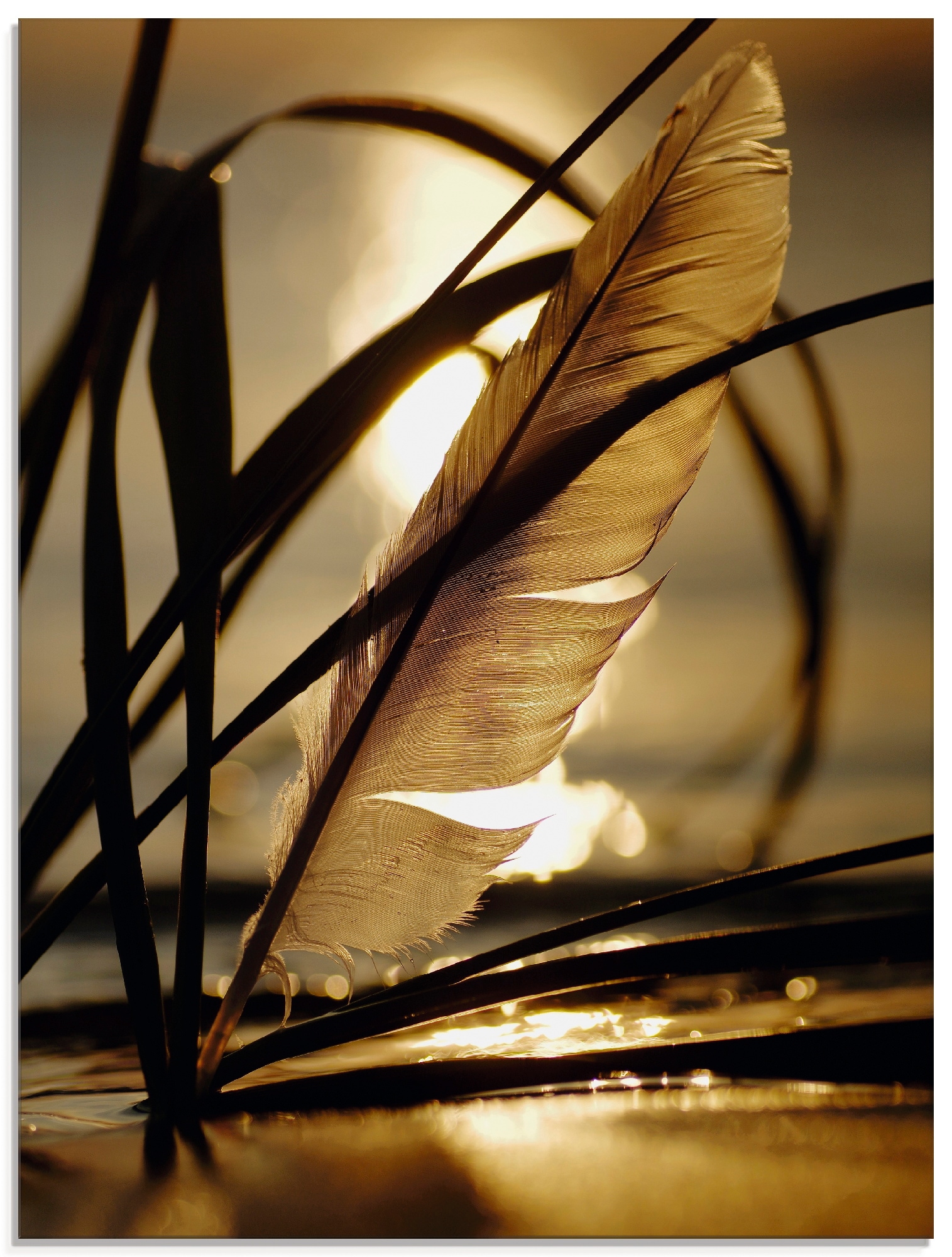 Image of Artland Glasbild "Feder im Abendlicht" Gräser 1 Stk. tlg. in verschiedenen Grössen
