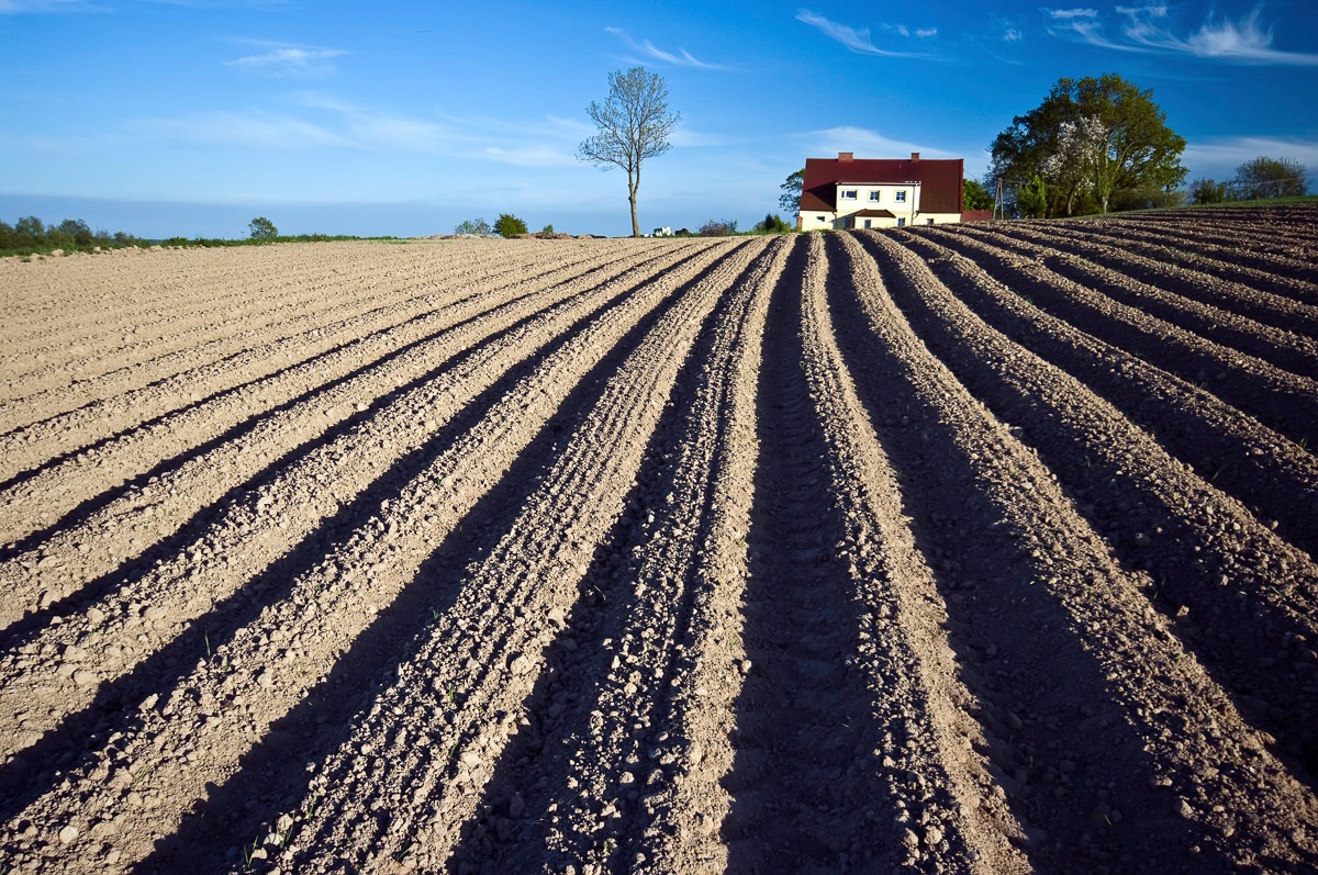 Image of Papermoon Fototapete »Feld«, Vliestapete, hochwertiger Digitaldruck, inklusive Kleister bei Ackermann Versand Schweiz