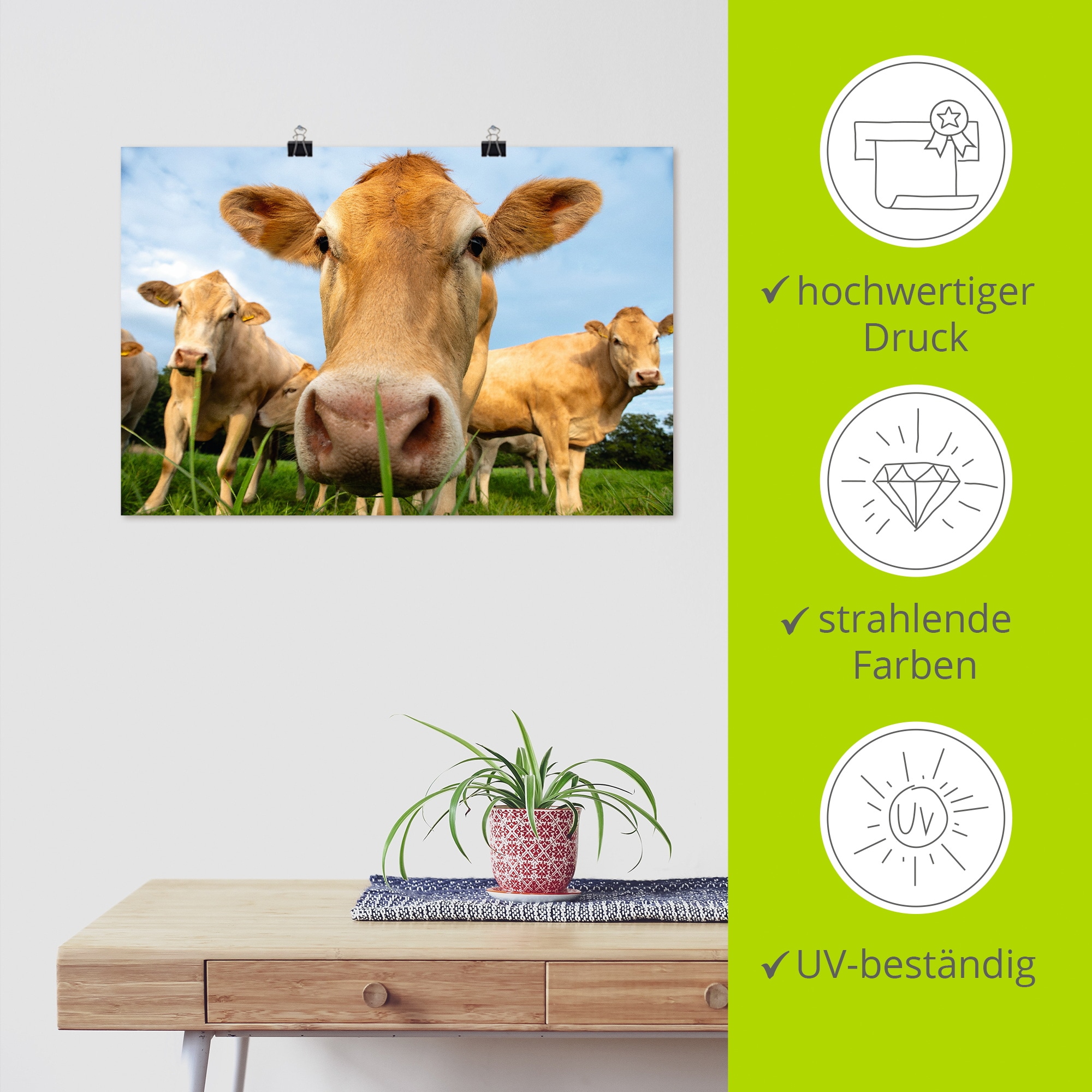 Artland Wandbild »Neugier auf der Weide - Alpenkühe« Kuhbilder 1 Stk. tlg. als Alubild, Leinwandbild, Poster, Wandaufkleber in verschied. Grössen